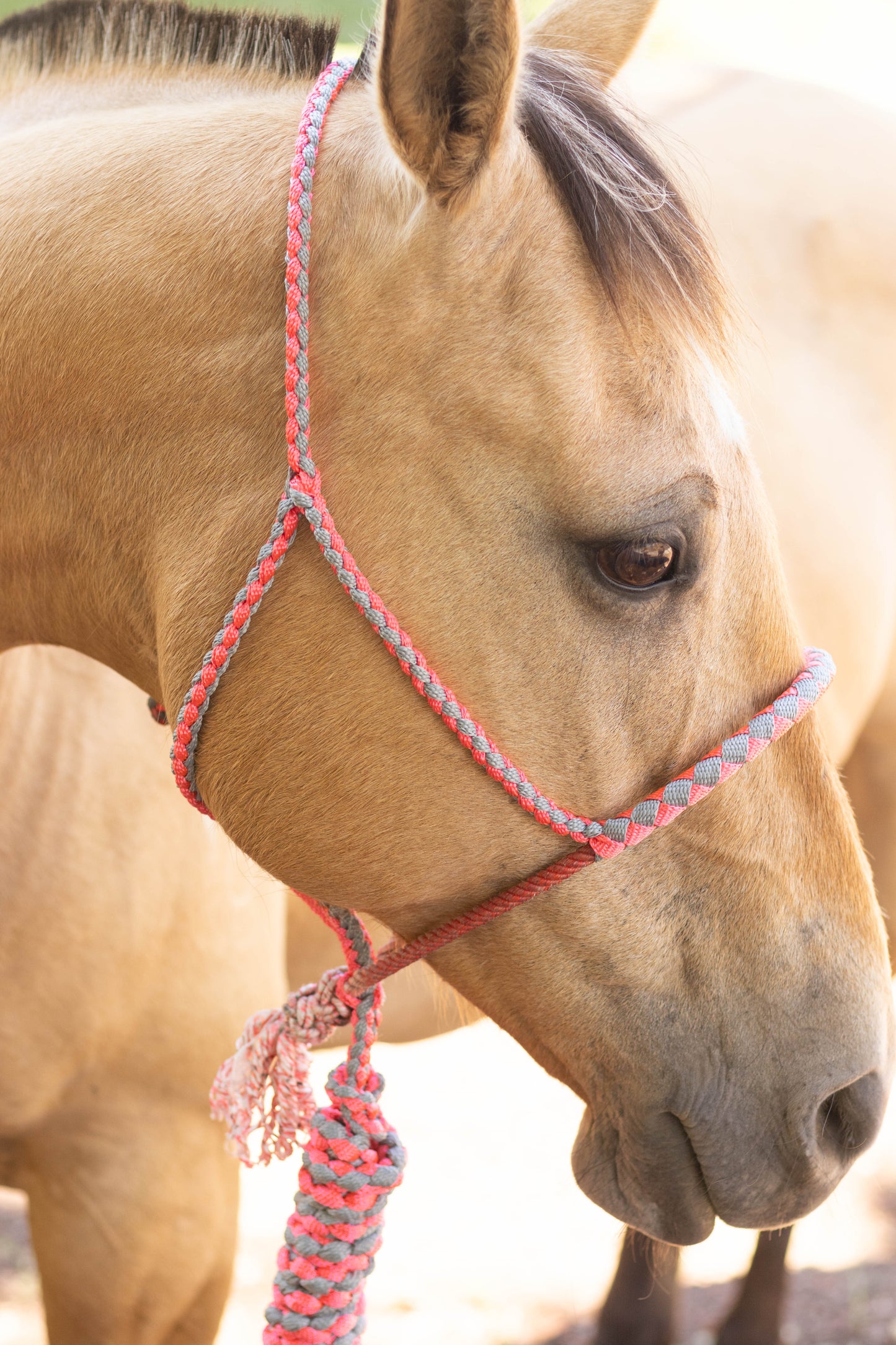 Lariat Noseband Halter