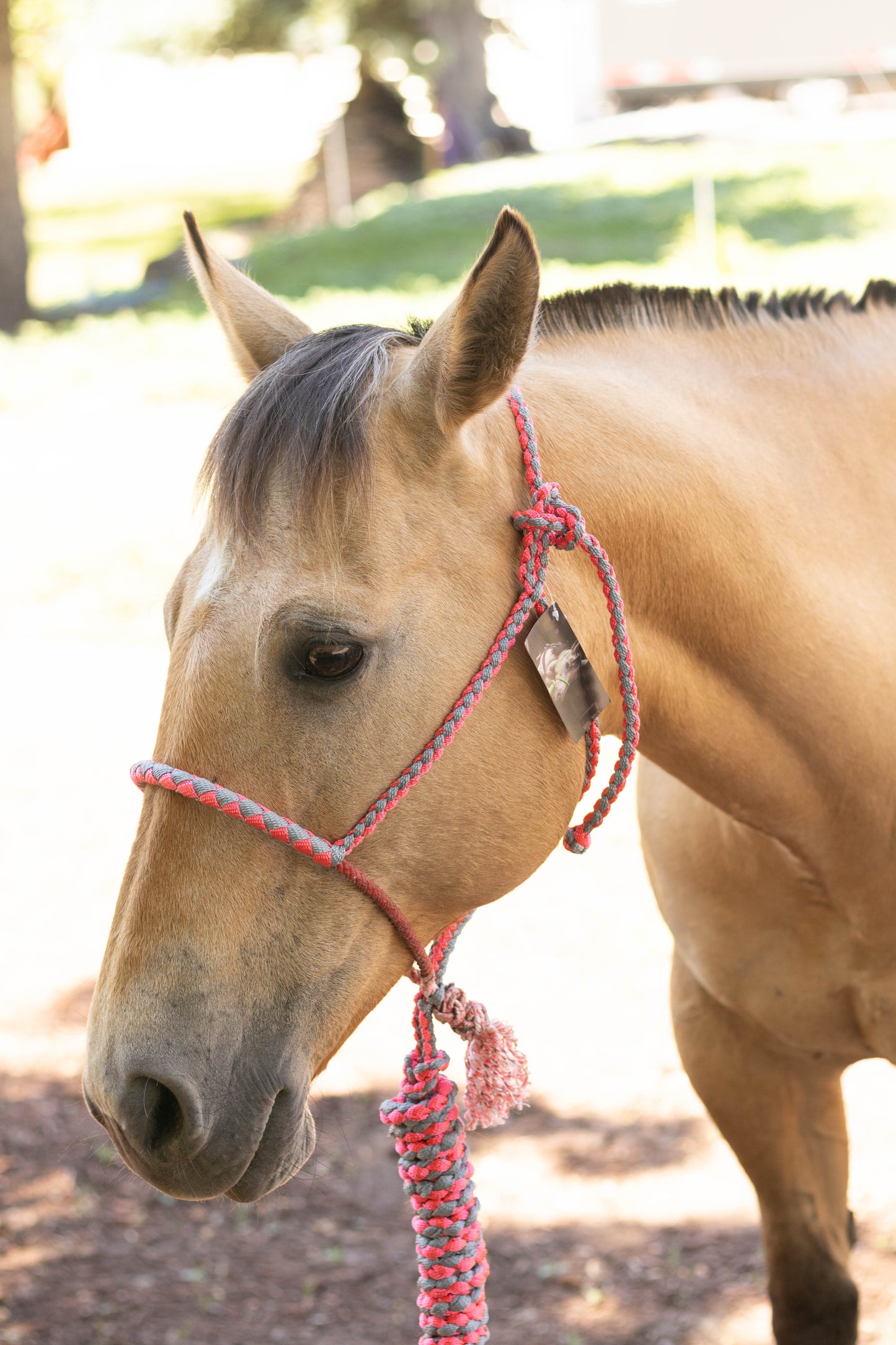 Lariat Noseband Halter