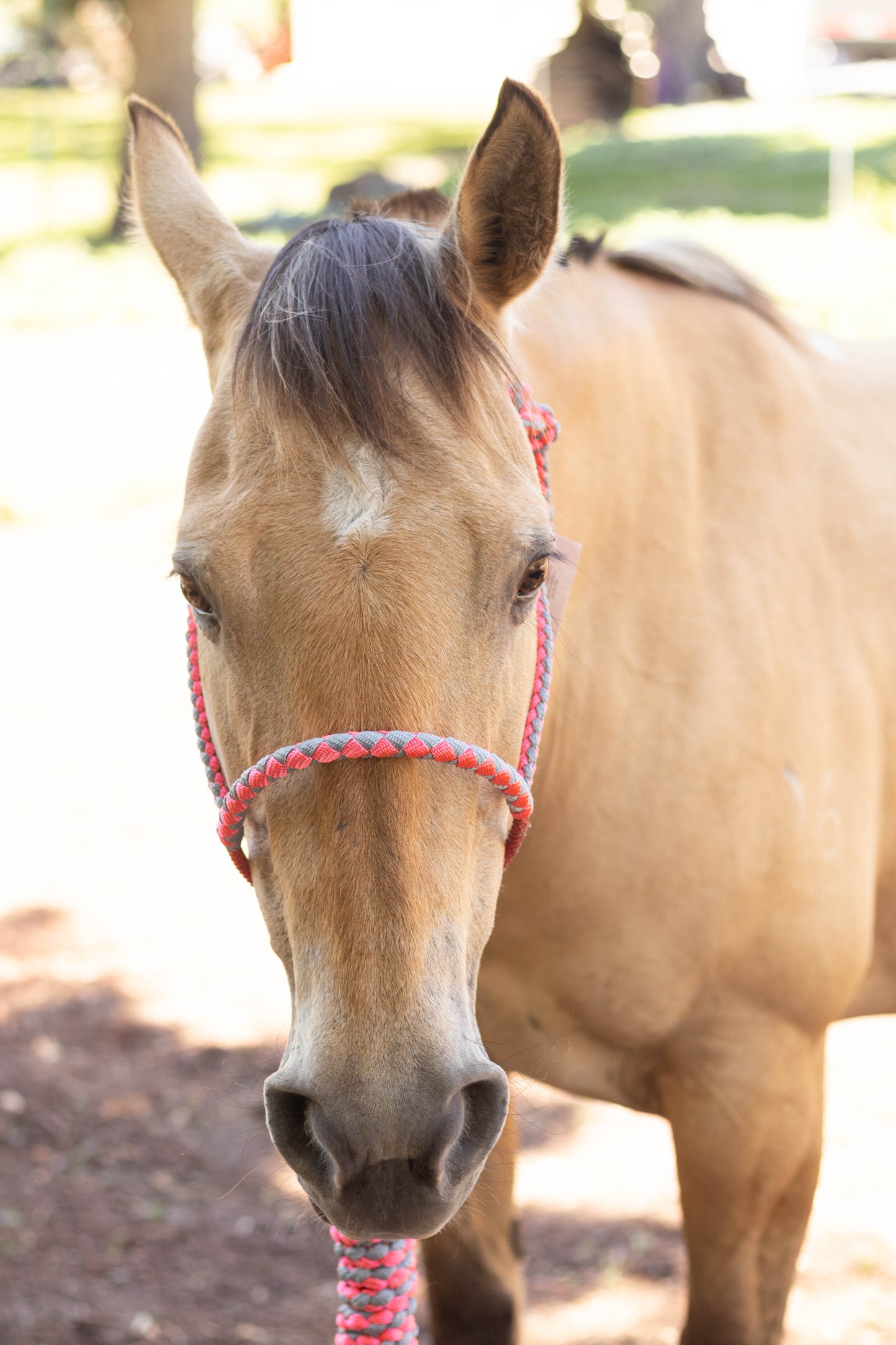 Lariat Noseband Halter