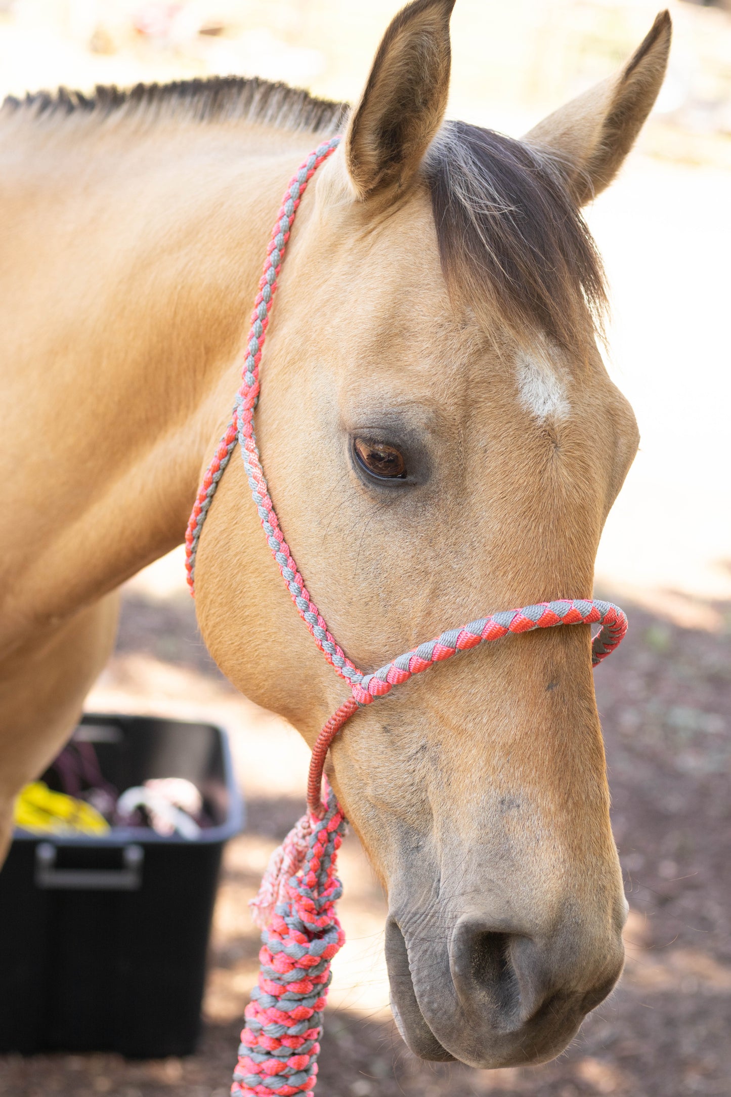 Lariat Noseband Halter