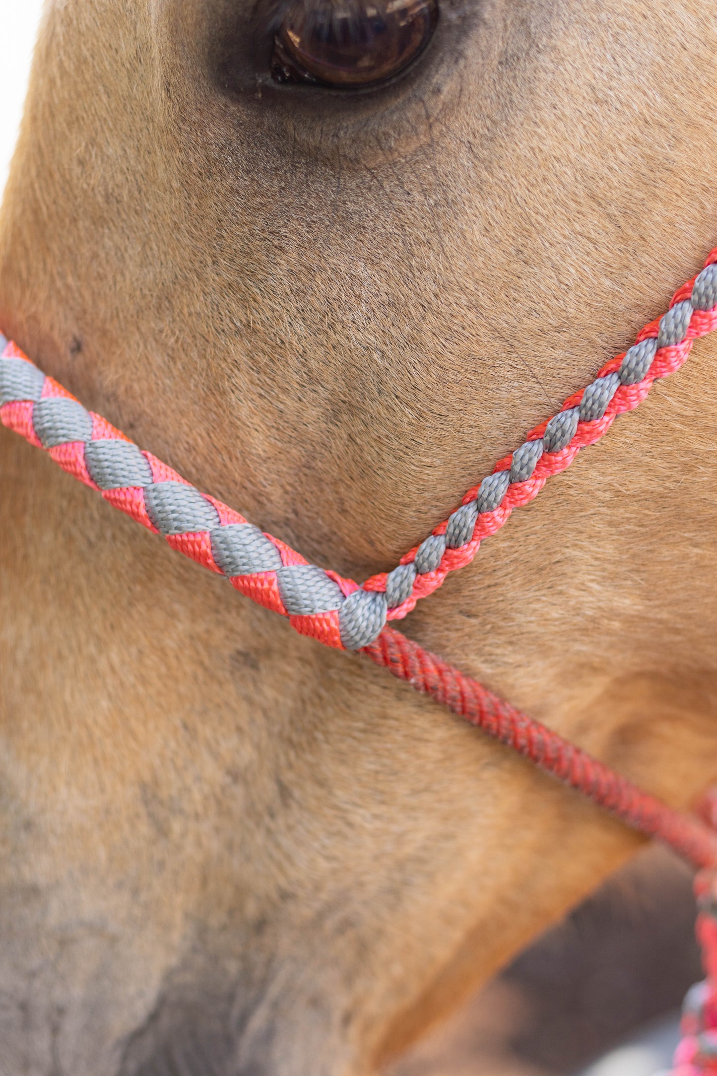 Lariat Noseband Halter