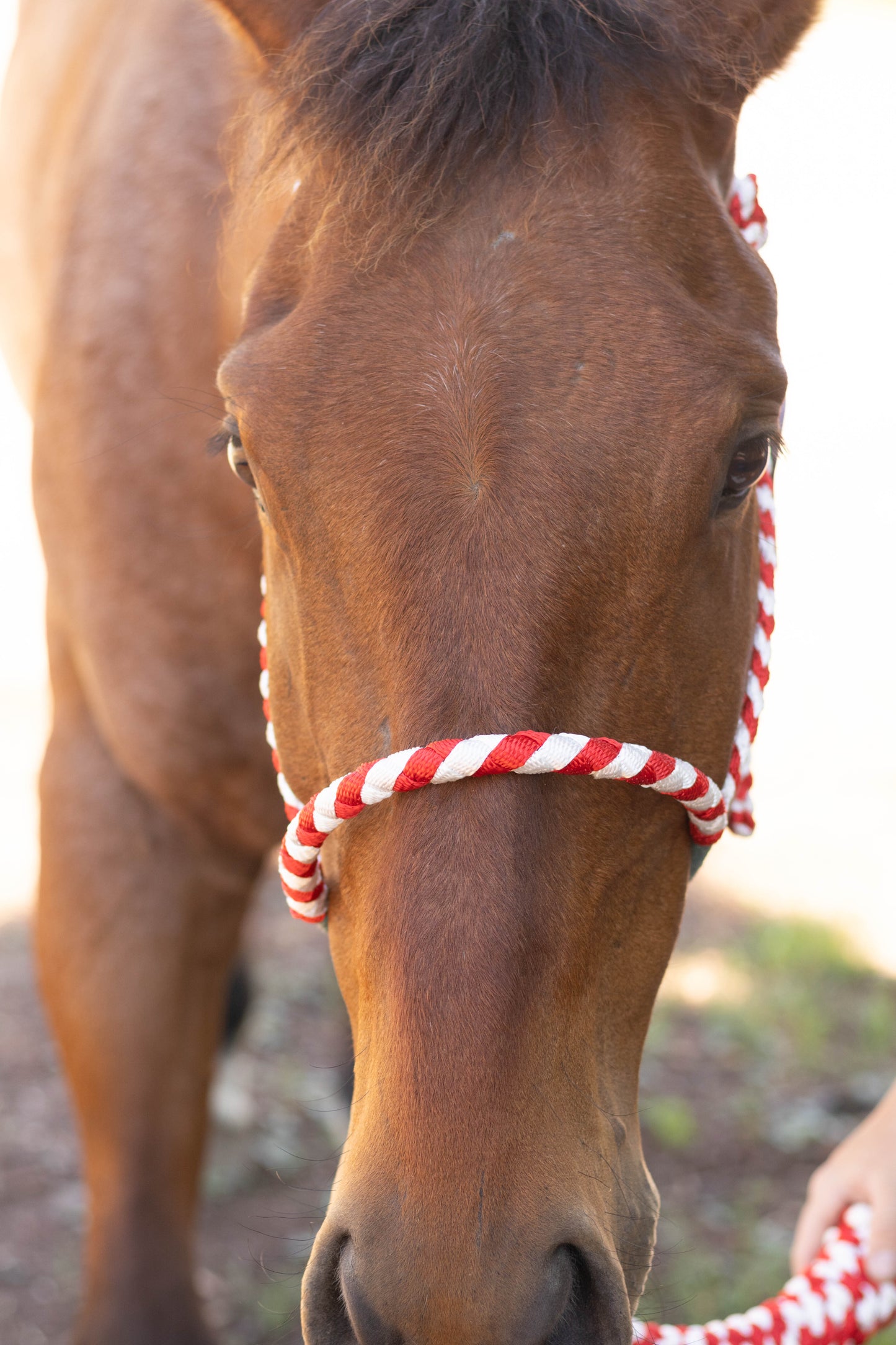 Lariat Noseband Halter