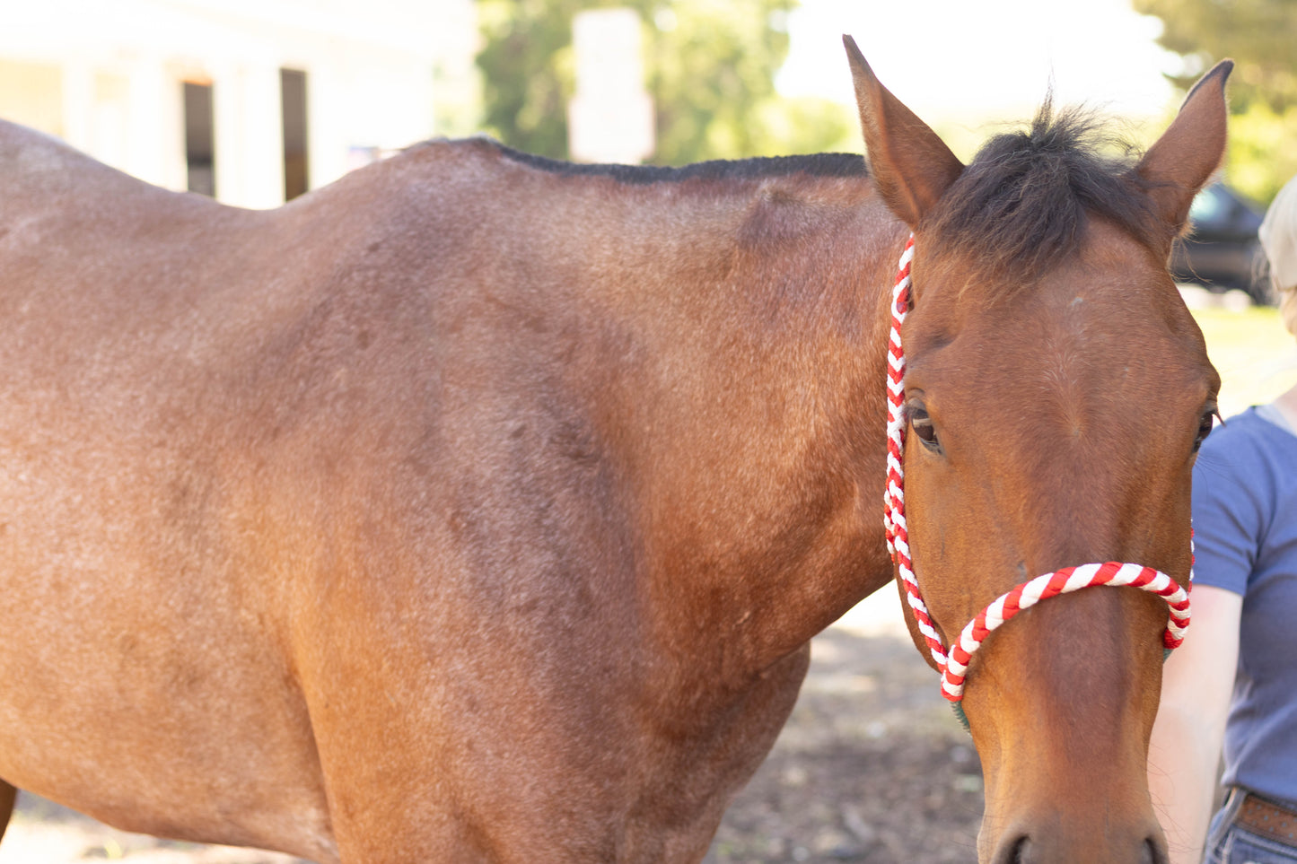 Lariat Noseband Halter