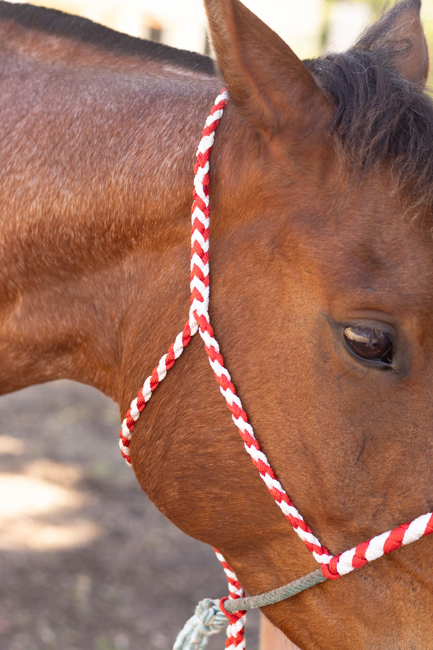 Lariat Noseband Halter