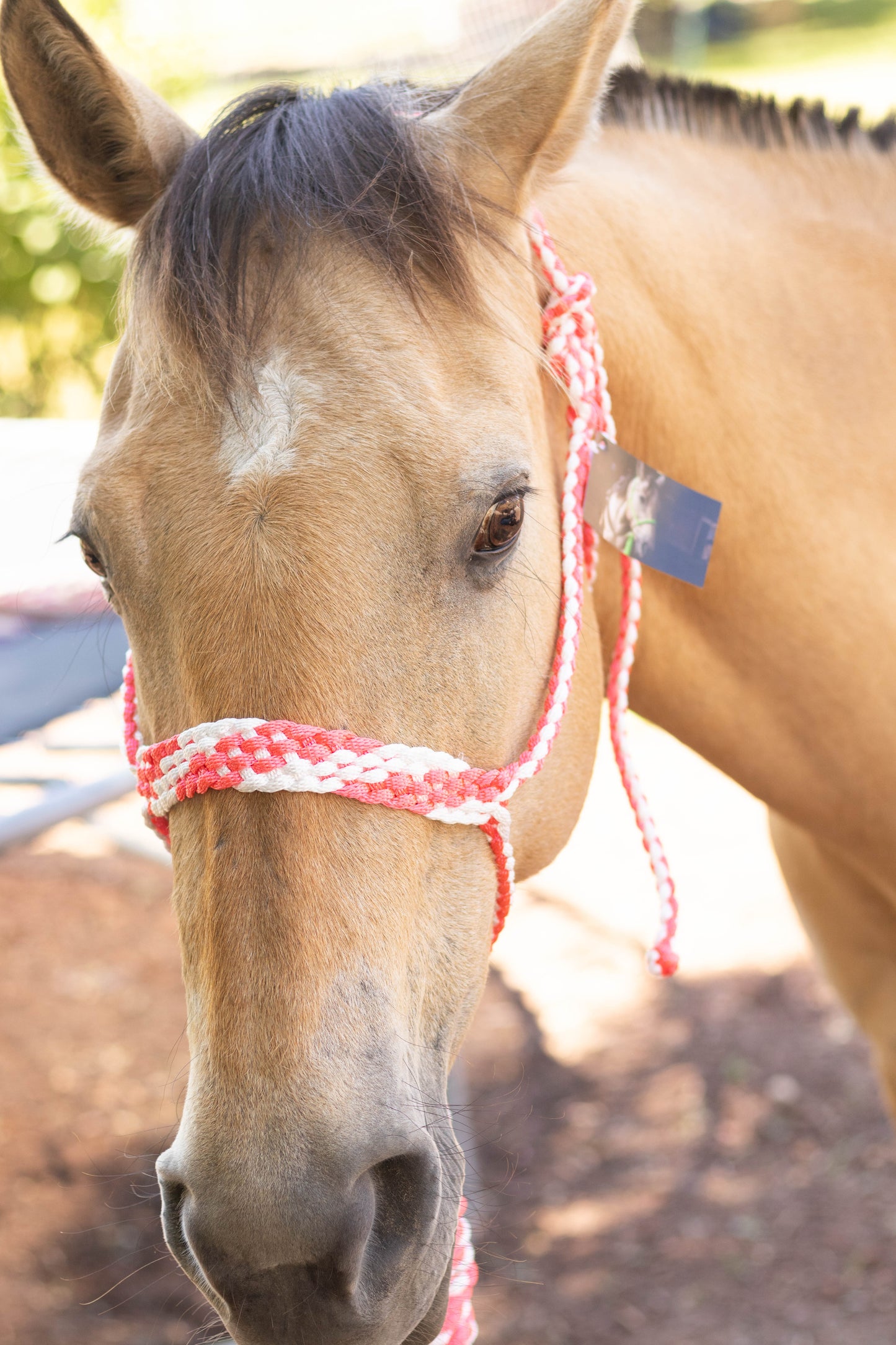 Muletape Halter