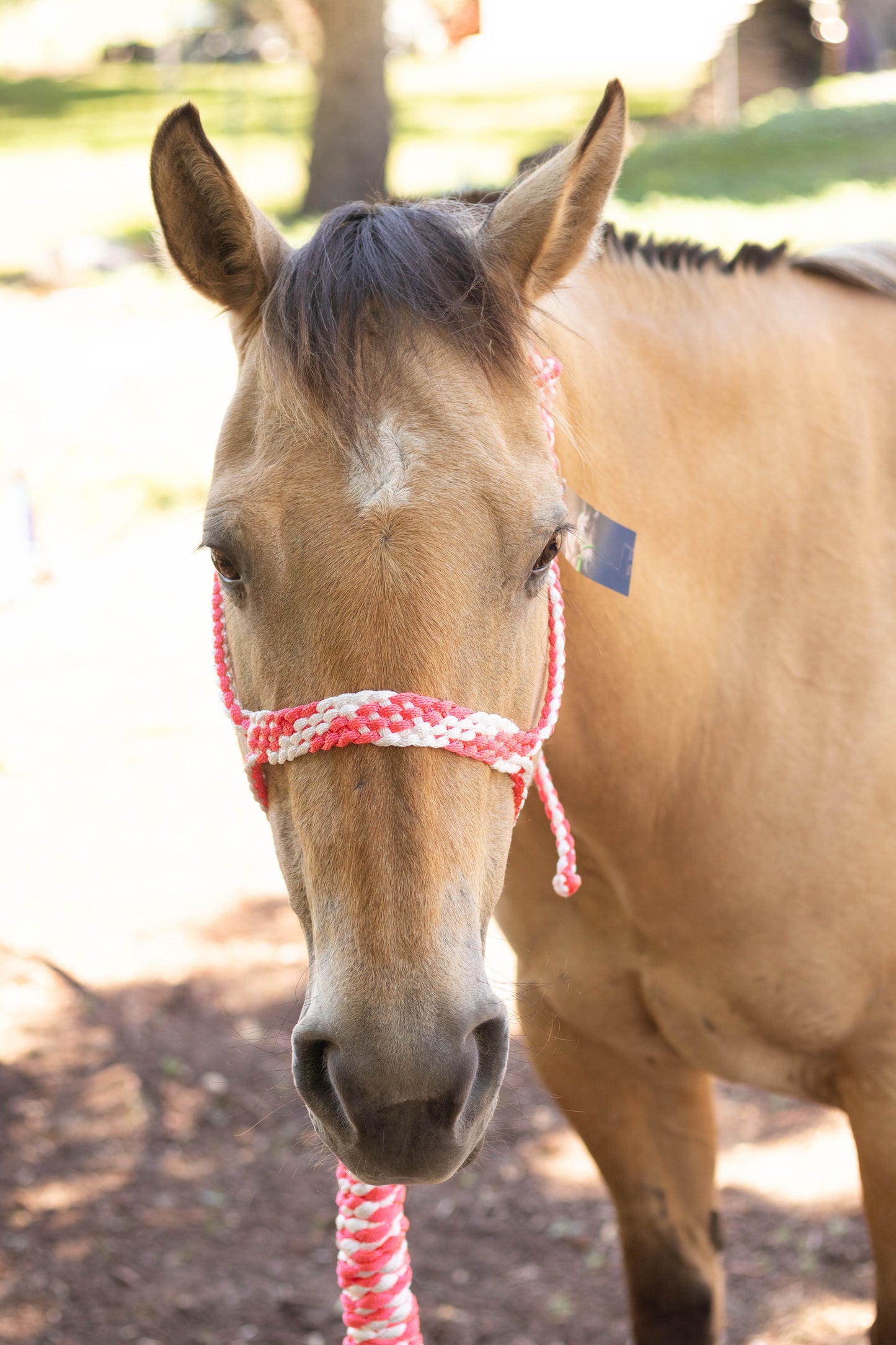 Muletape Halter