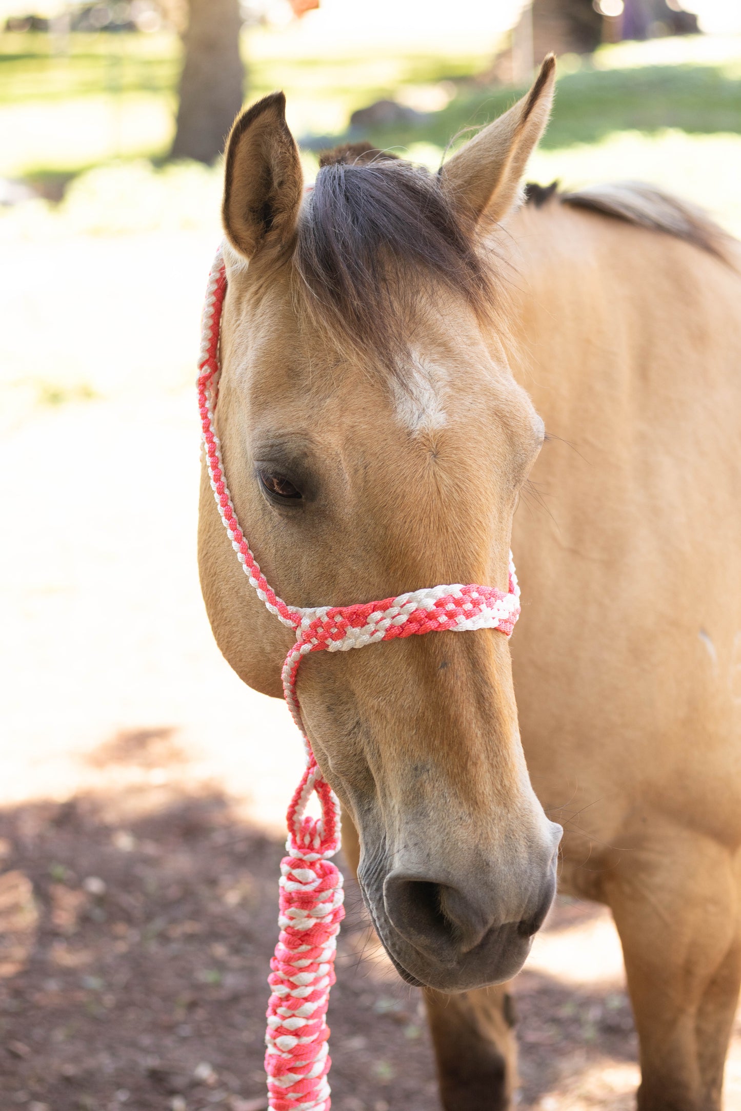 Muletape Halter