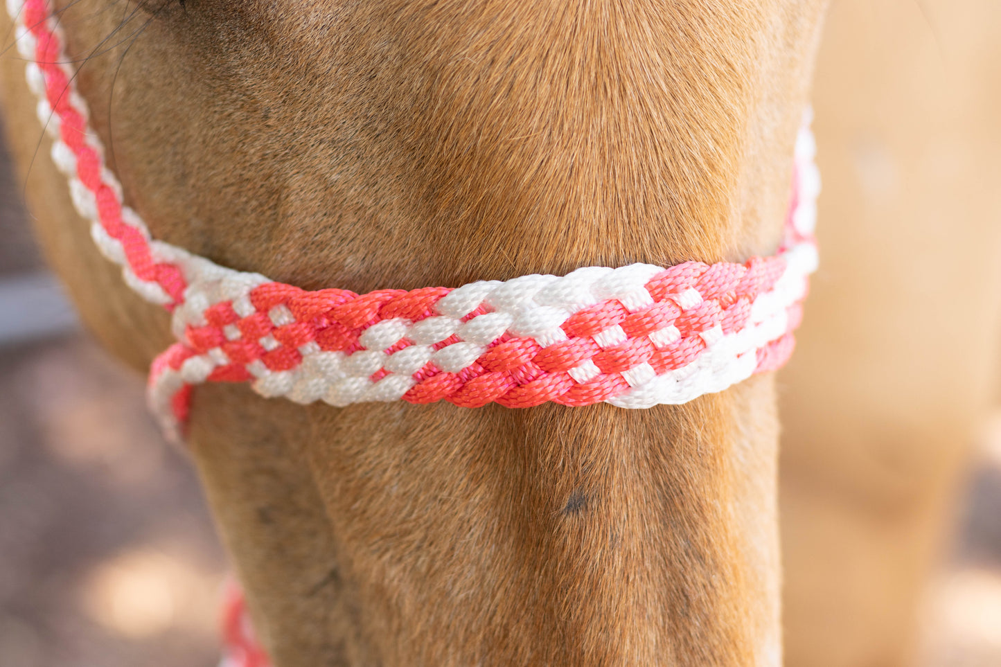 Muletape Halter