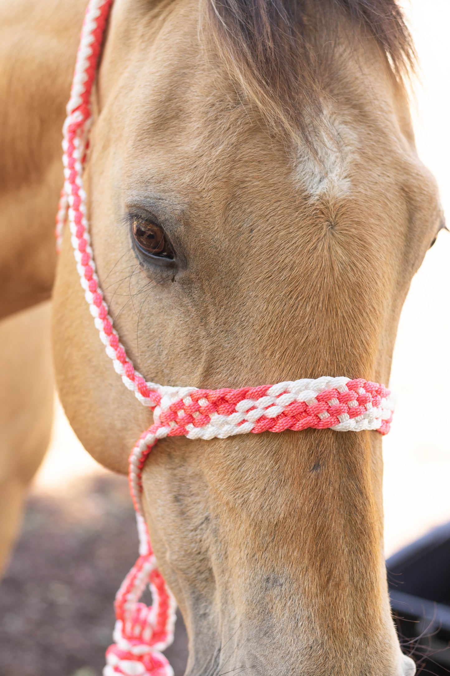 Muletape Halter