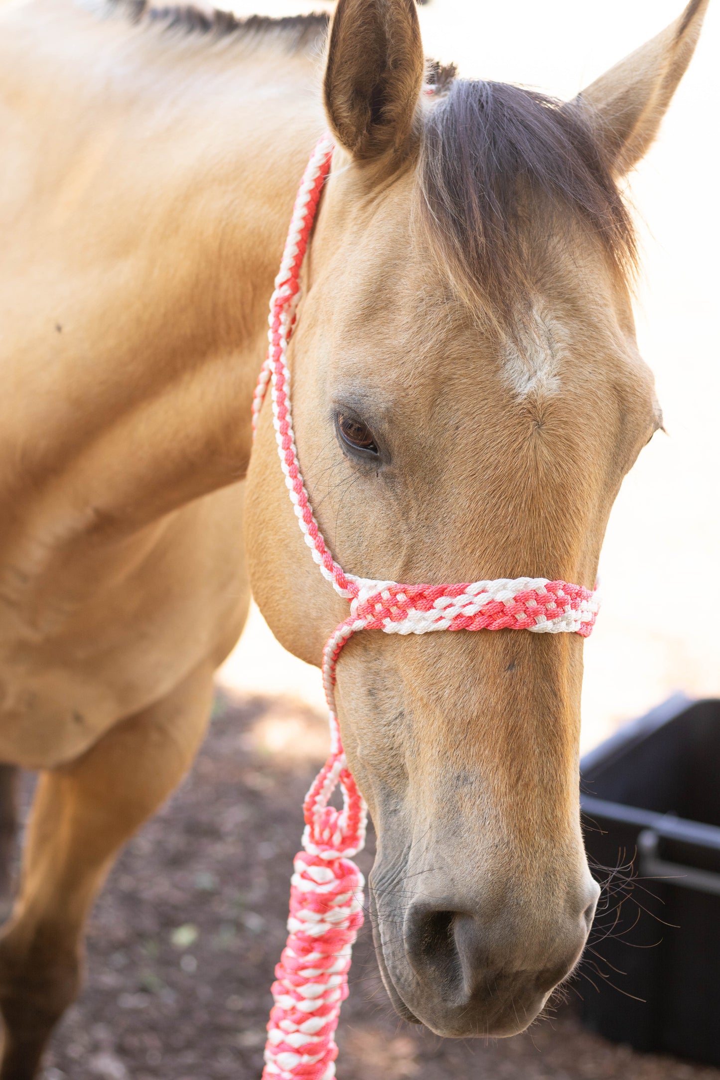 Muletape Halter