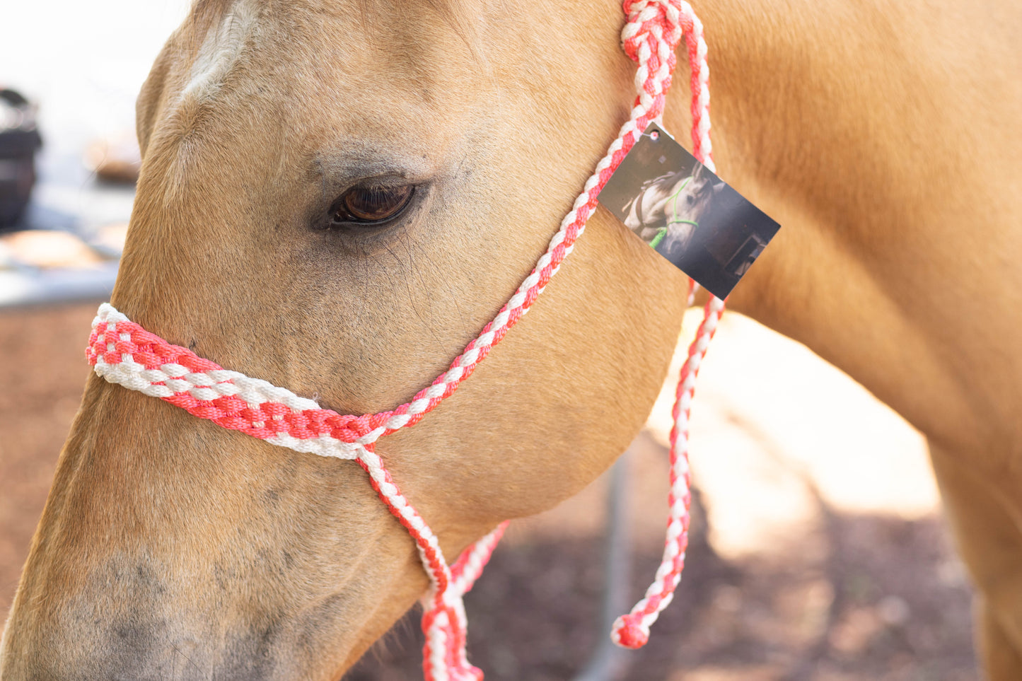 Muletape Halter