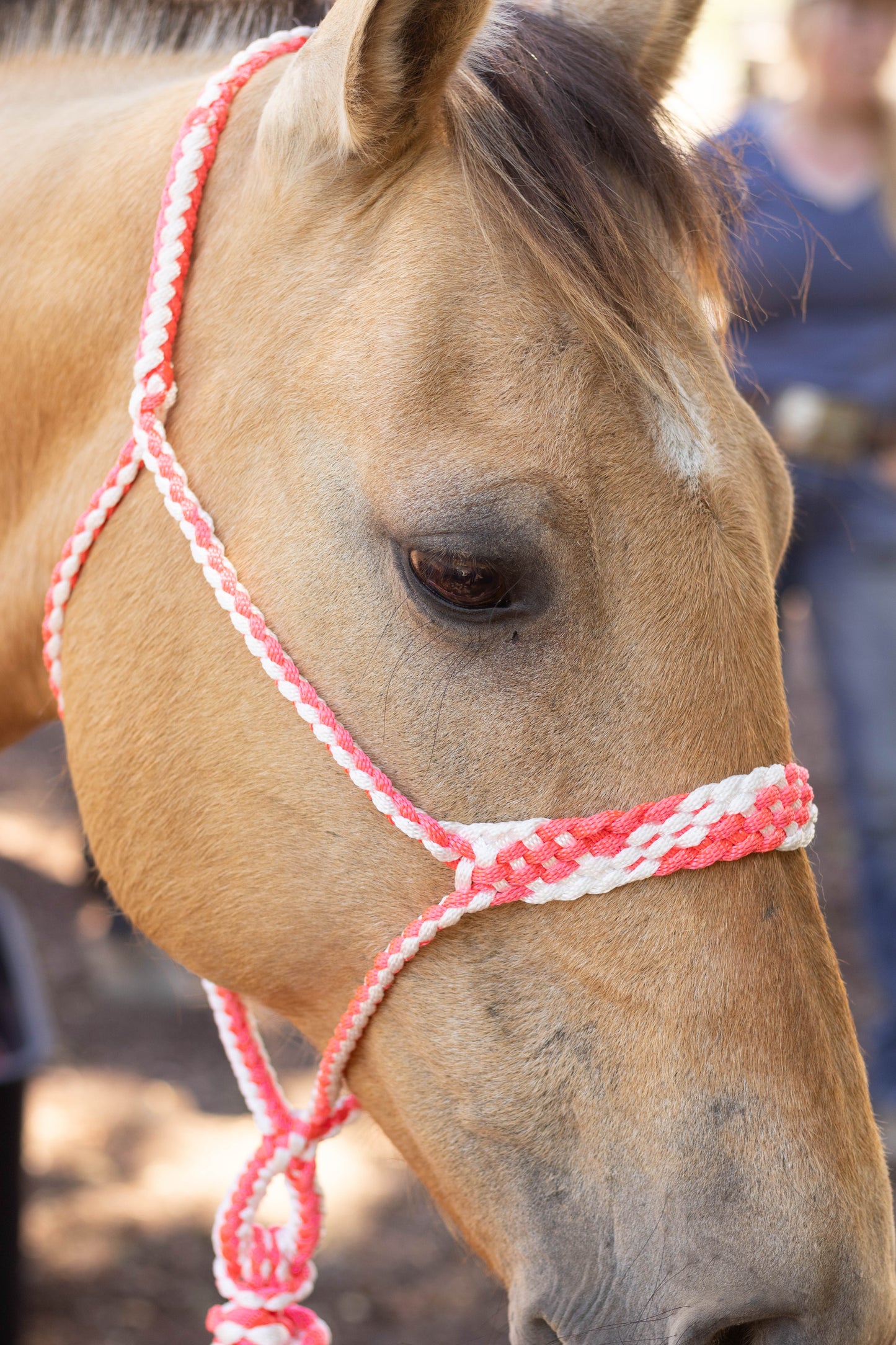 Muletape Halter