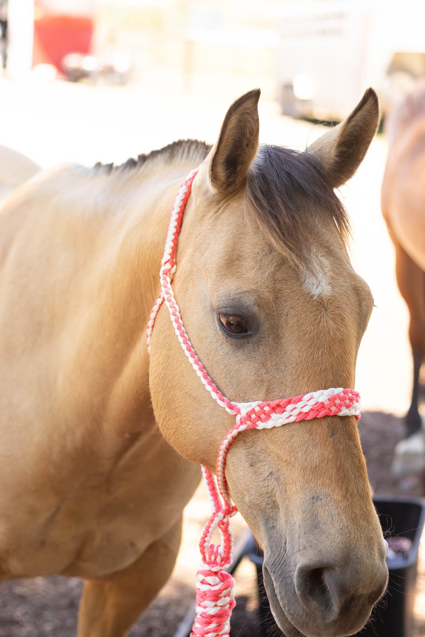 Muletape Halter