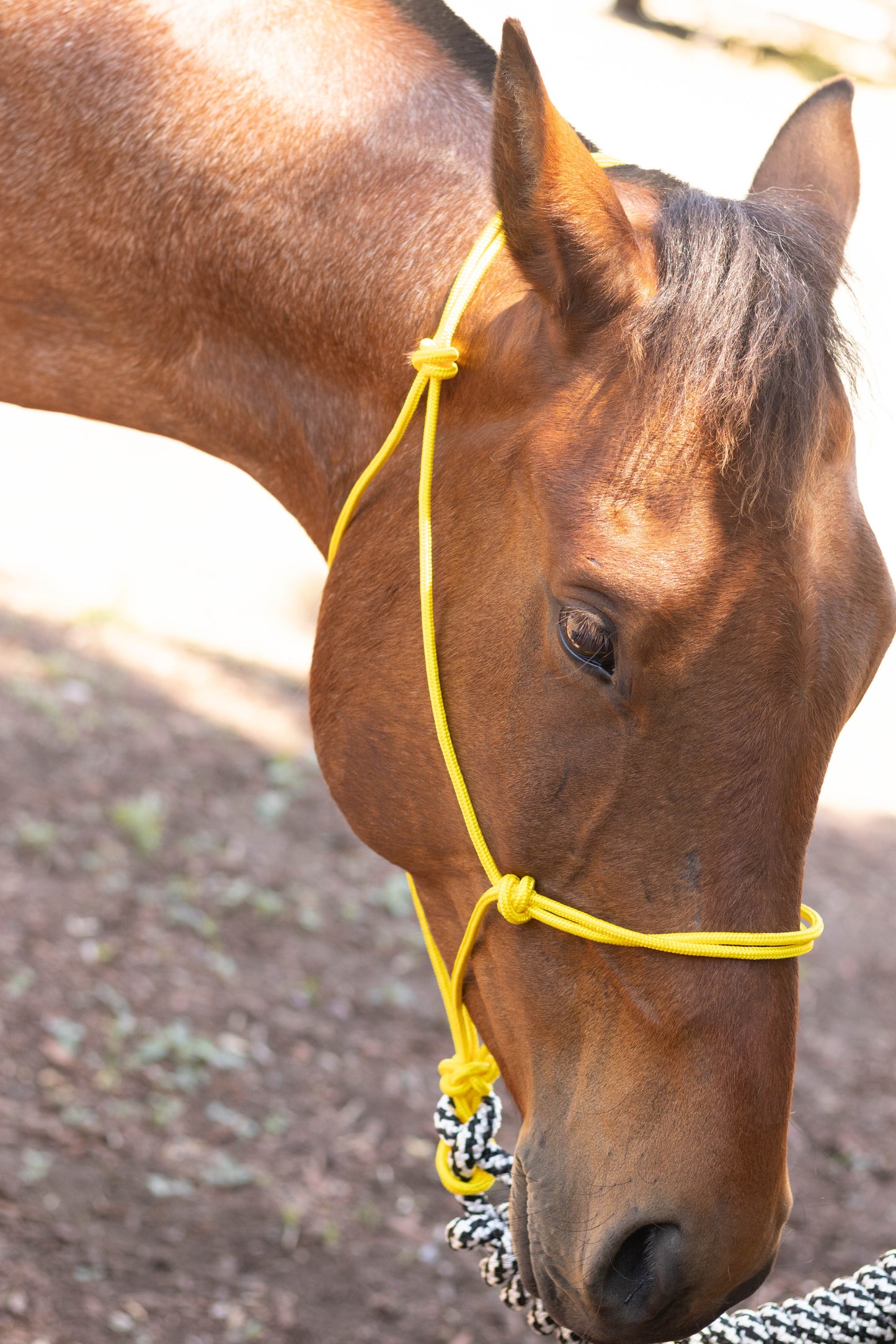 Rope Halter