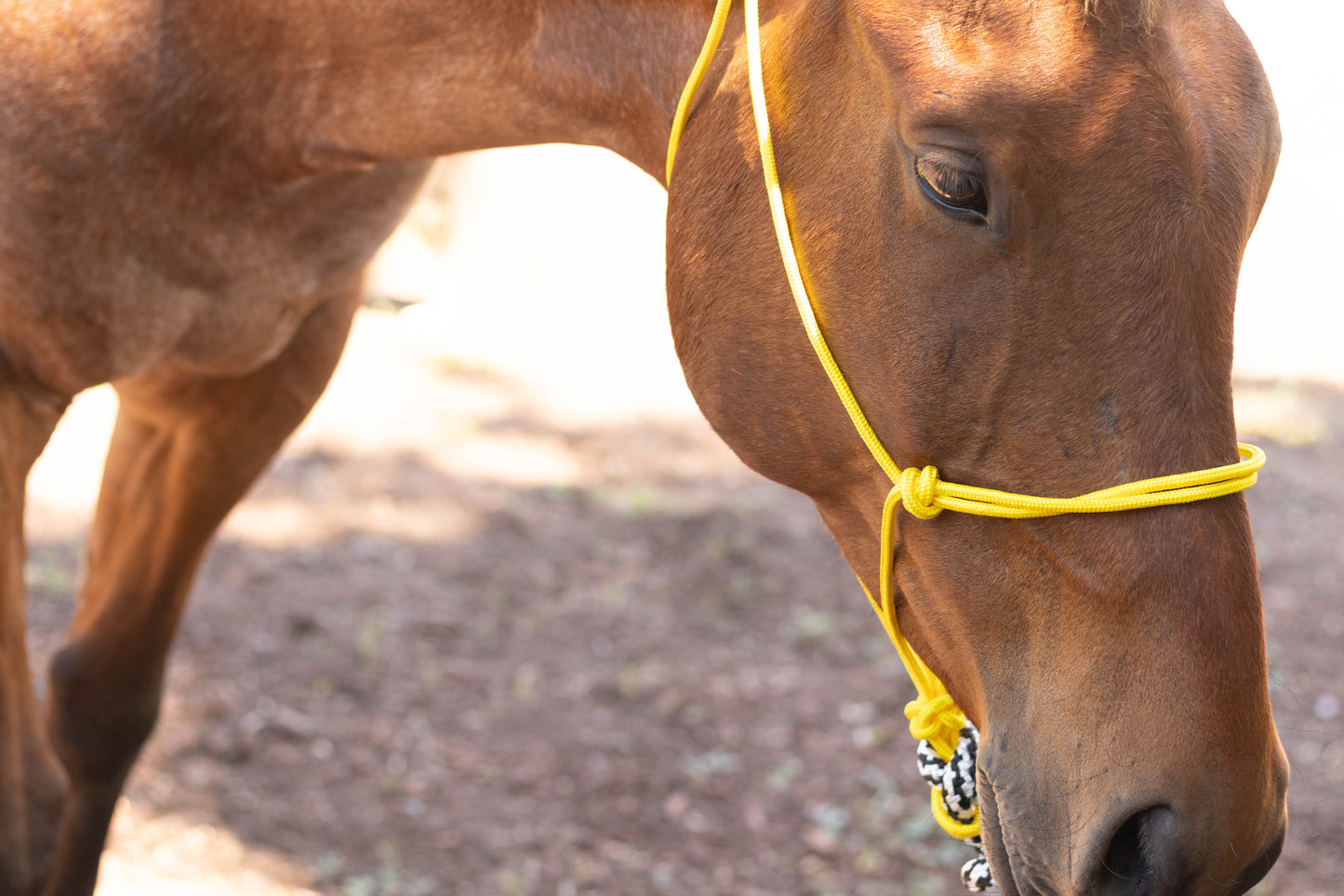 Rope Halter