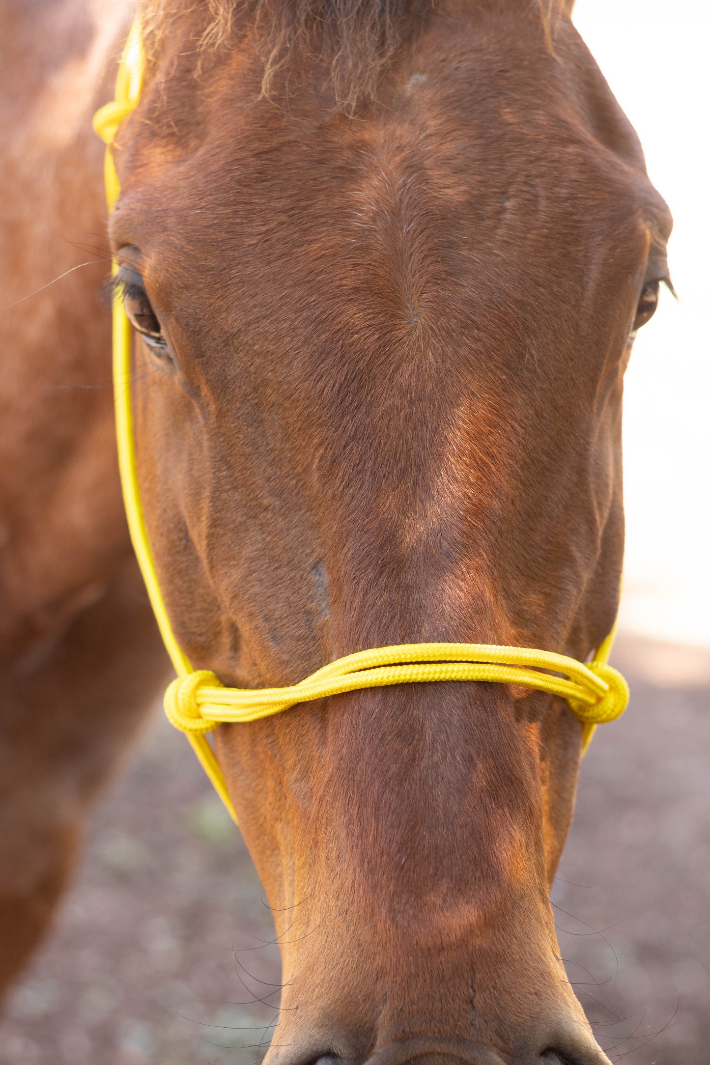 Rope Halter