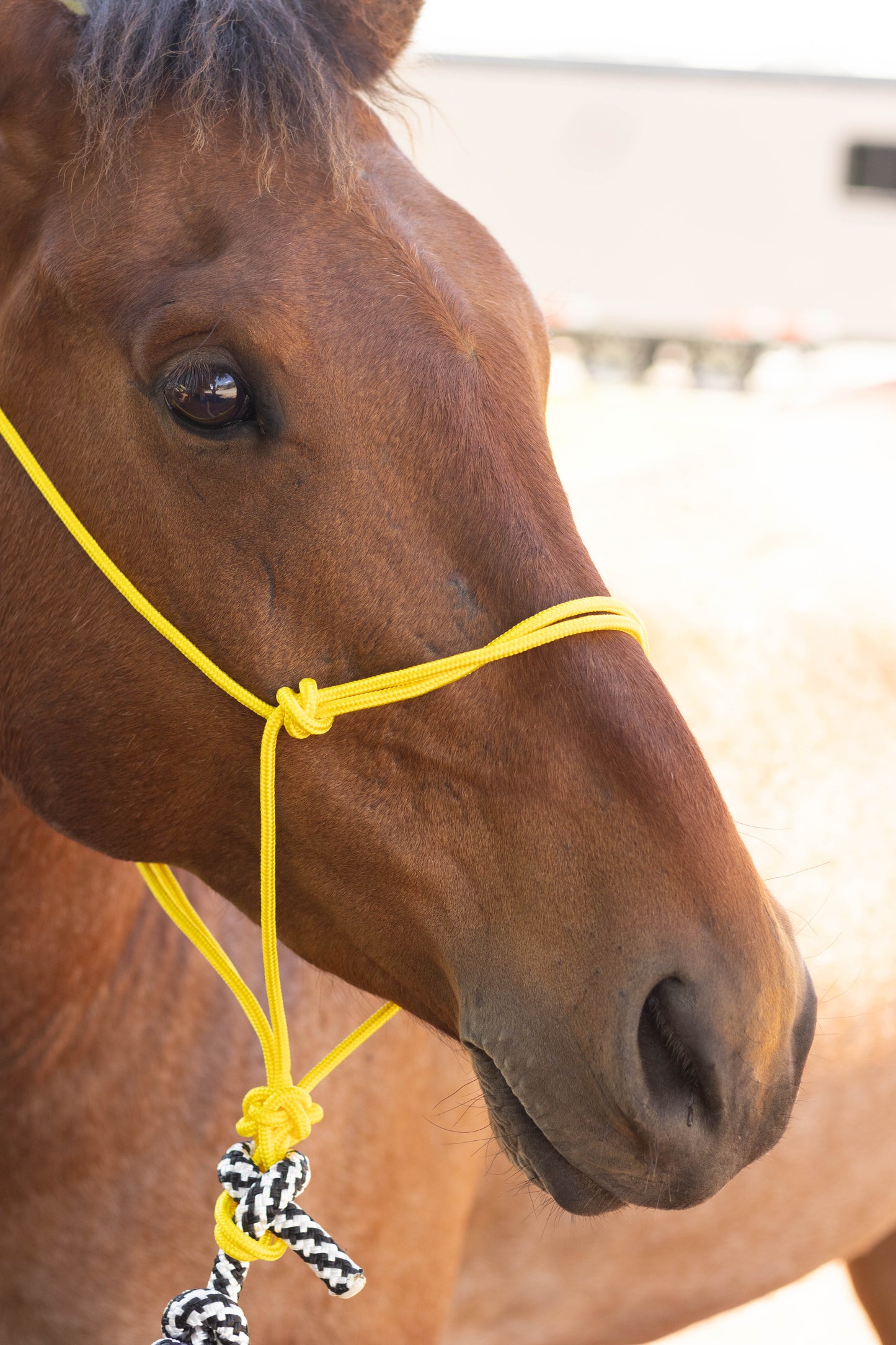 Rope Halter