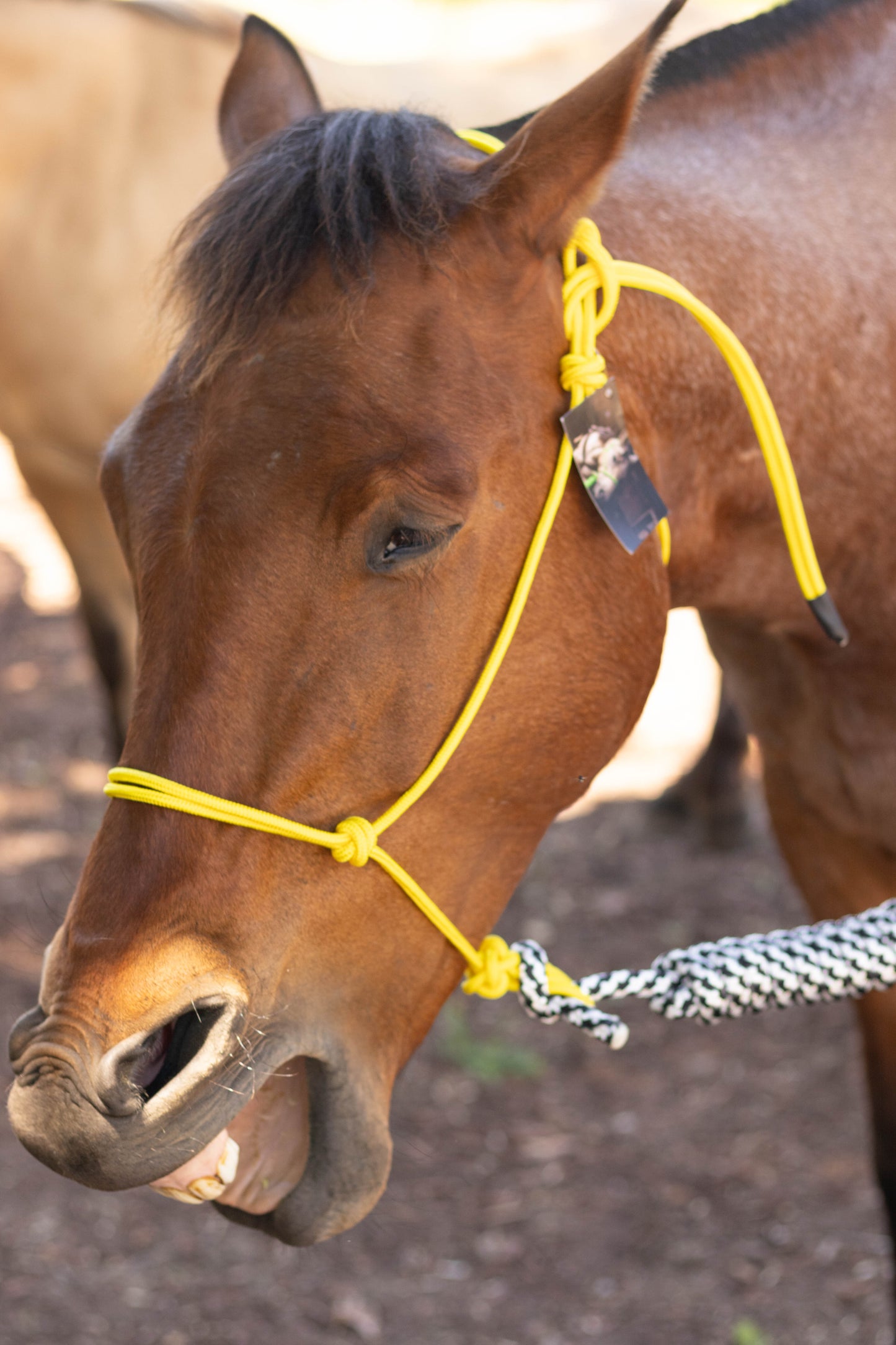 Rope Halter