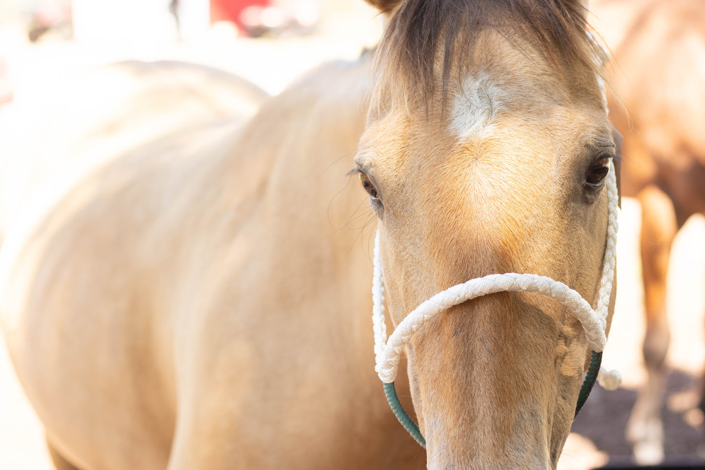 Lariat Noseband Halter