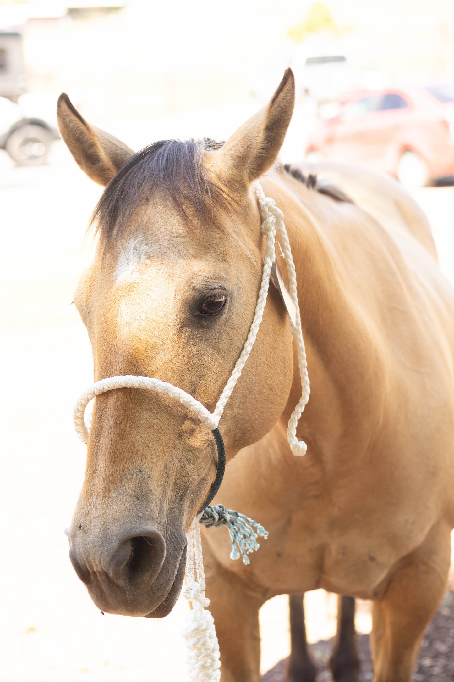 Lariat Noseband Halter