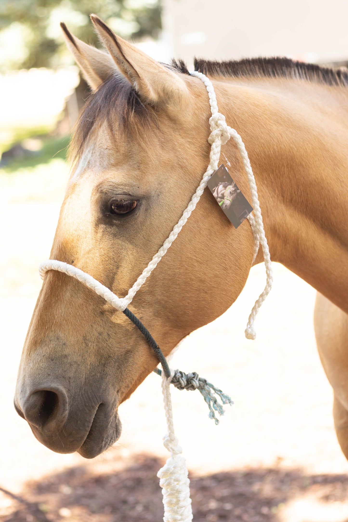 Lariat Noseband Halter