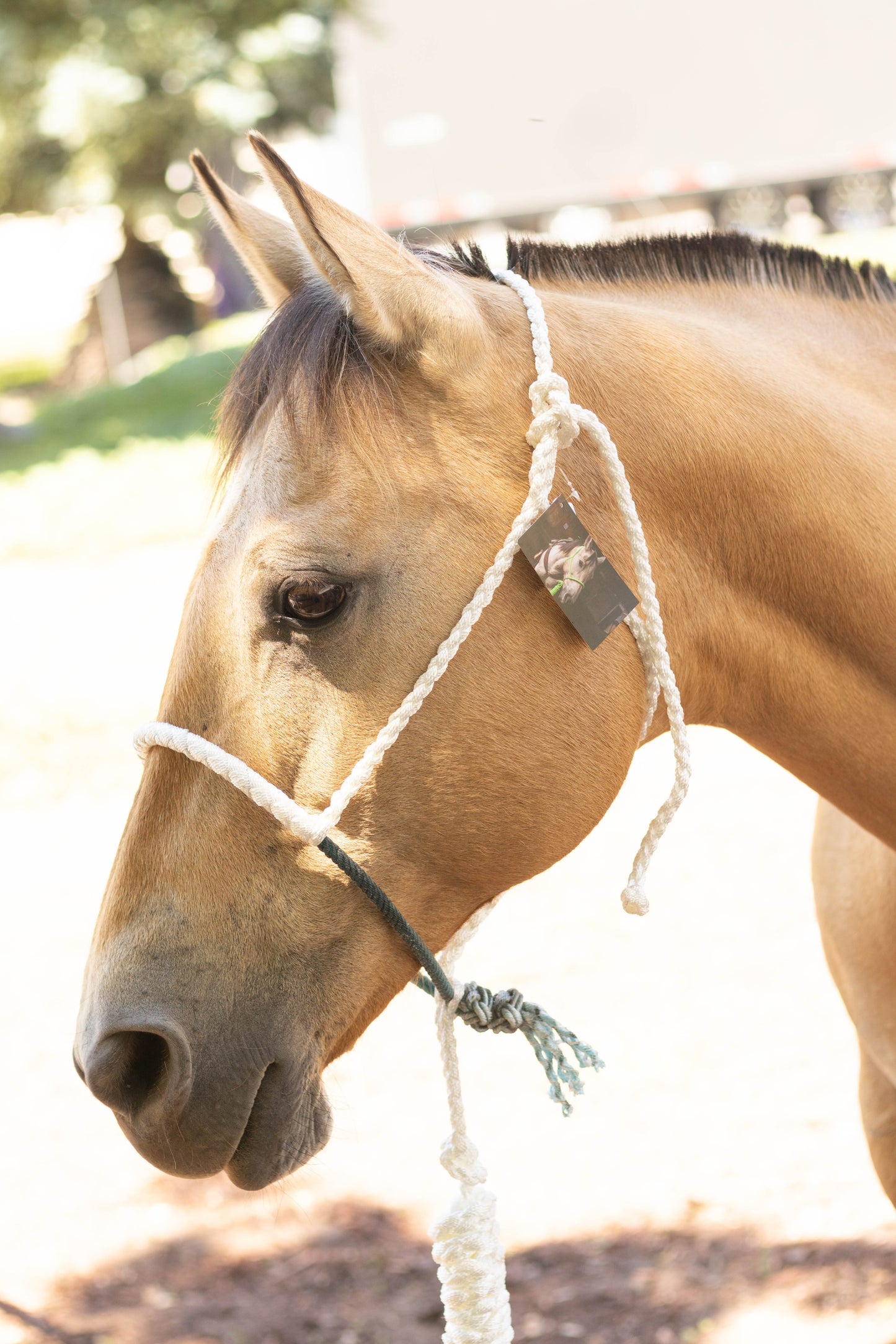 Lariat Noseband Halter