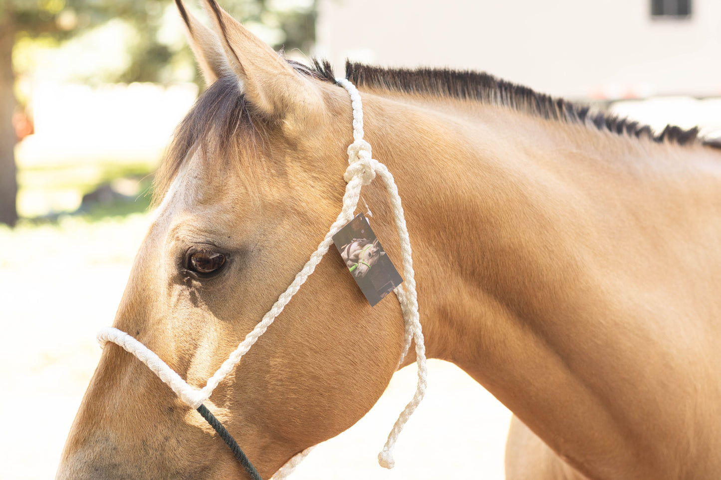 Lariat Noseband Halter