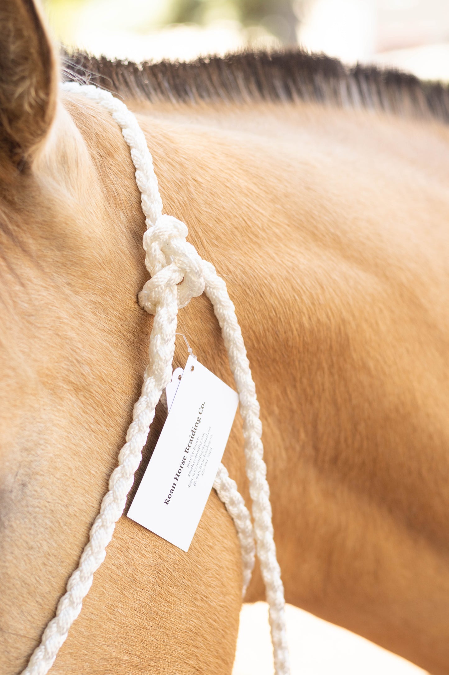 Lariat Noseband Halter