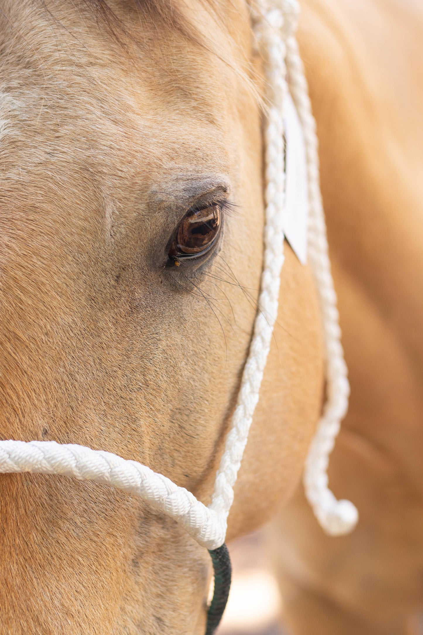 Lariat Noseband Halter