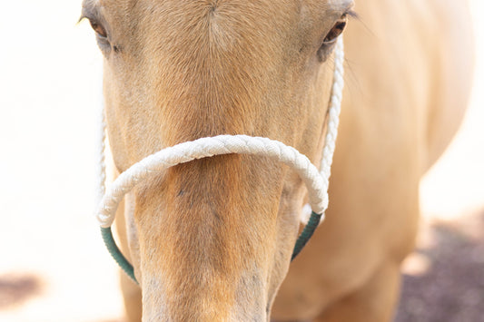 Lariat Noseband Halter