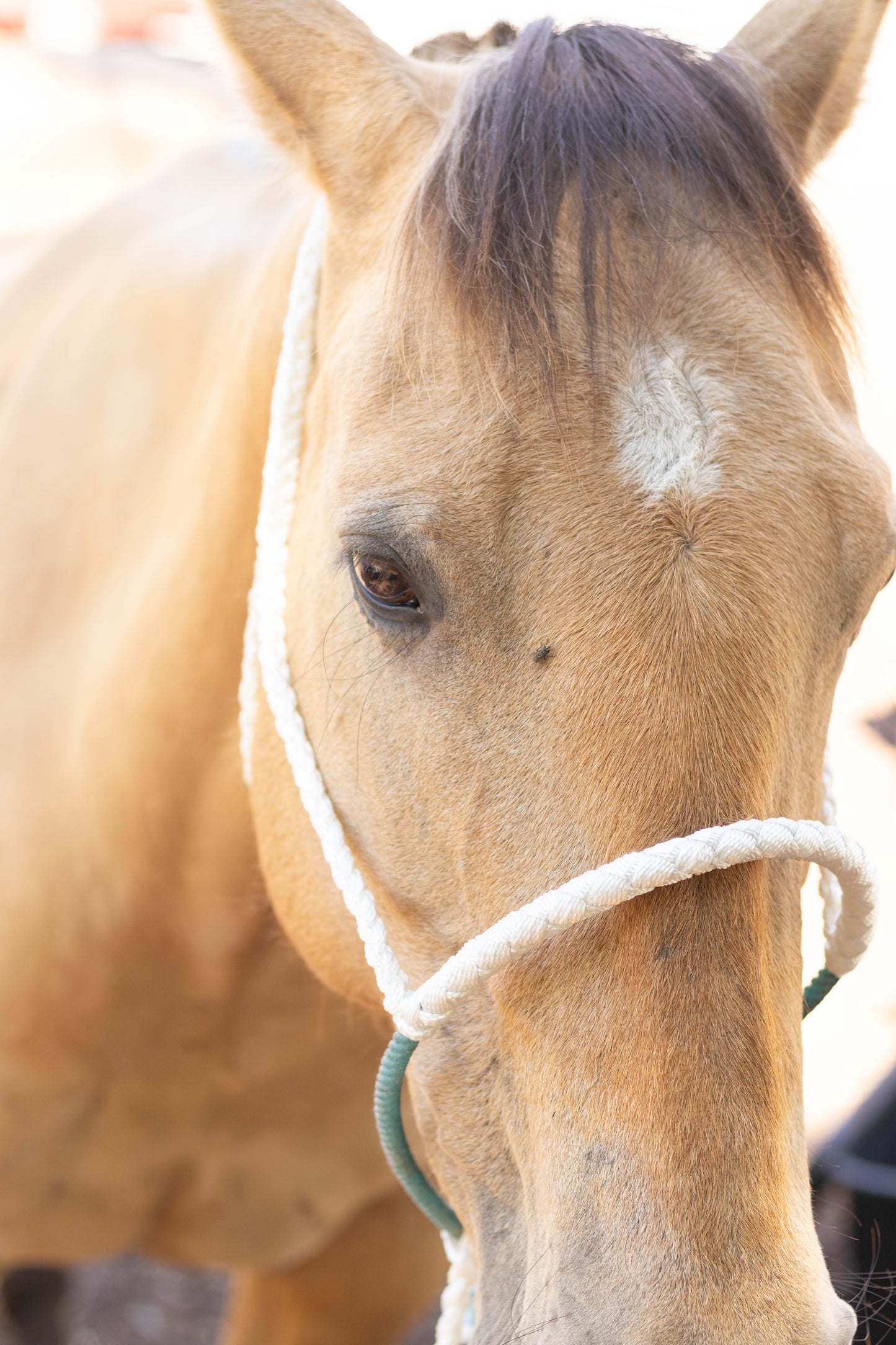 Lariat Noseband Halter