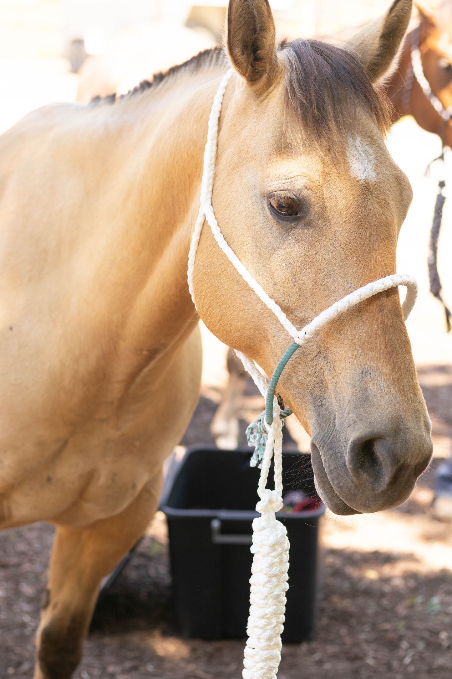 Lariat Noseband Halter