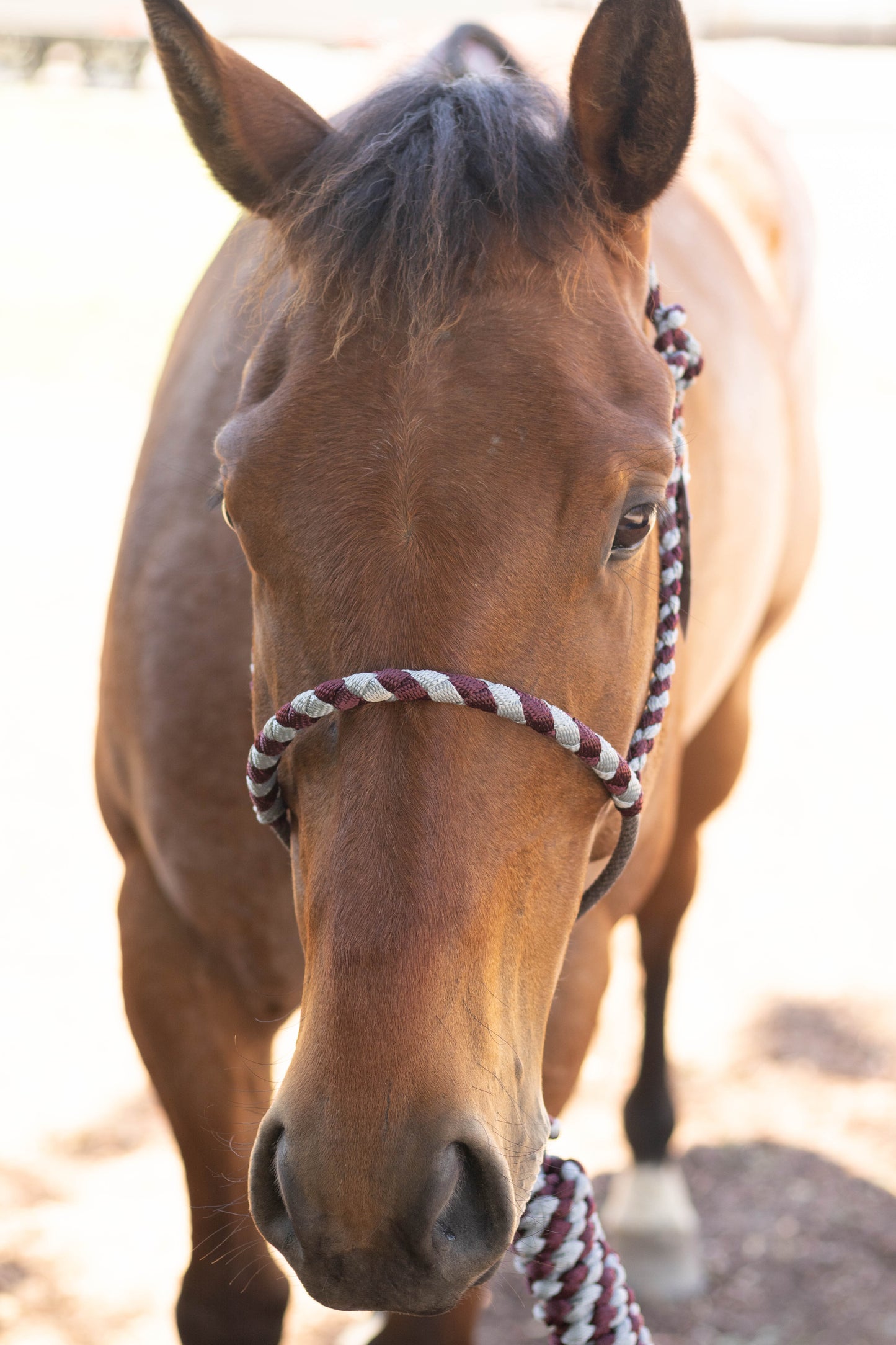 Lariat Noseband Halter