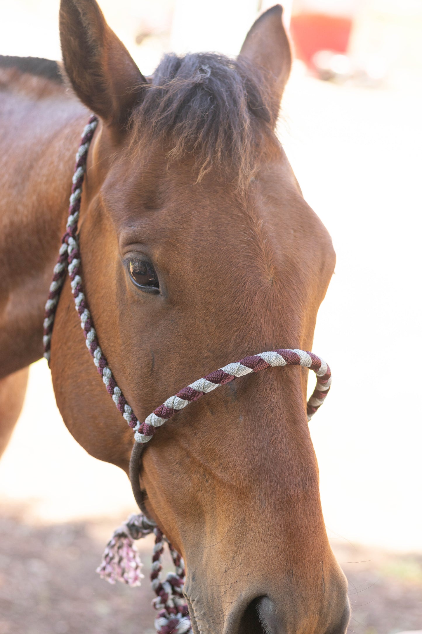 Lariat Noseband Halter