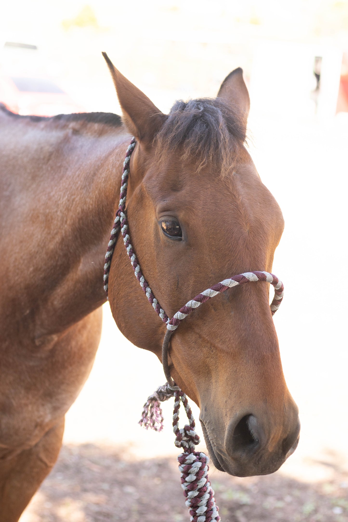 Lariat Noseband Halter