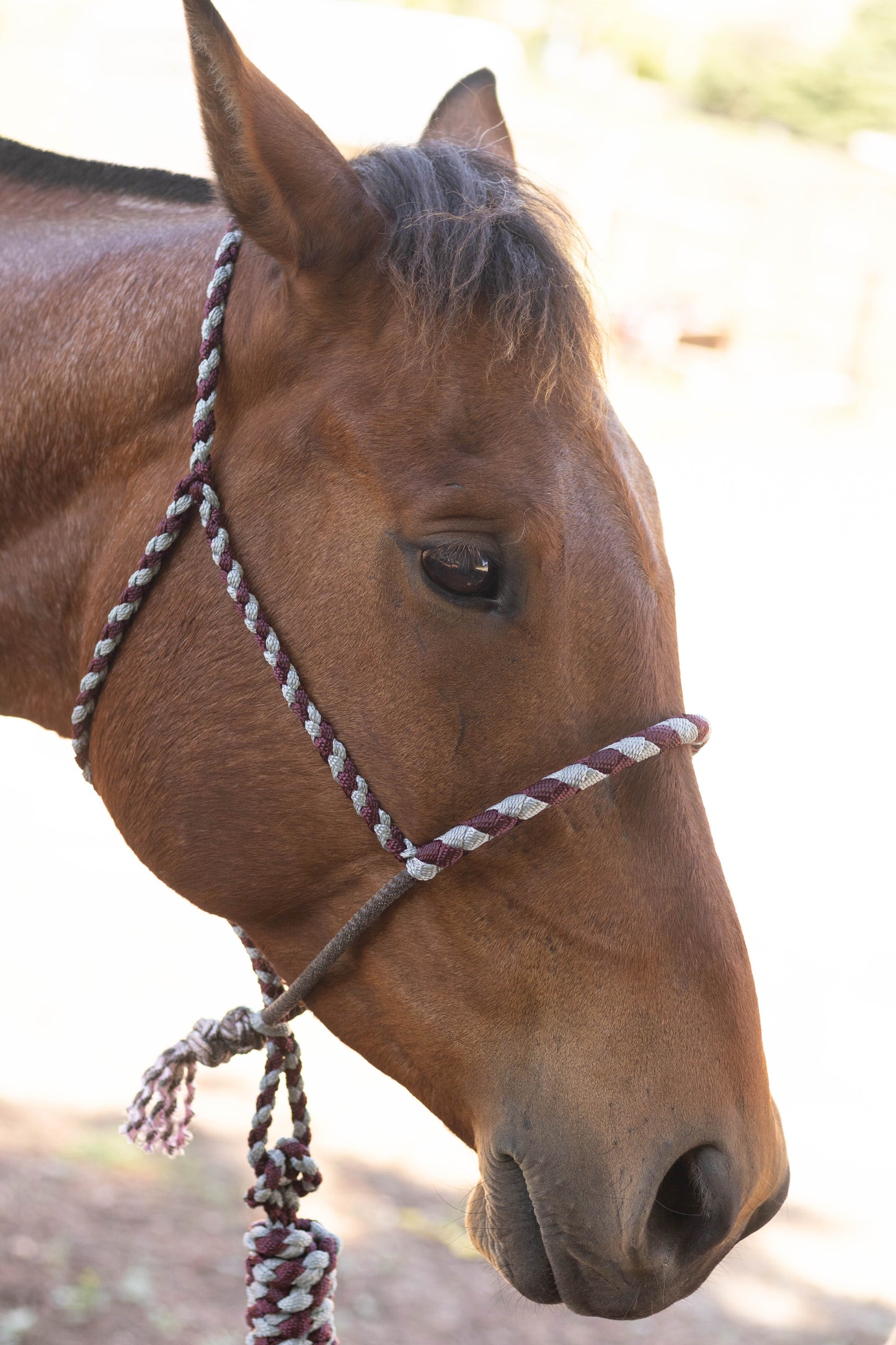 Lariat Noseband Halter