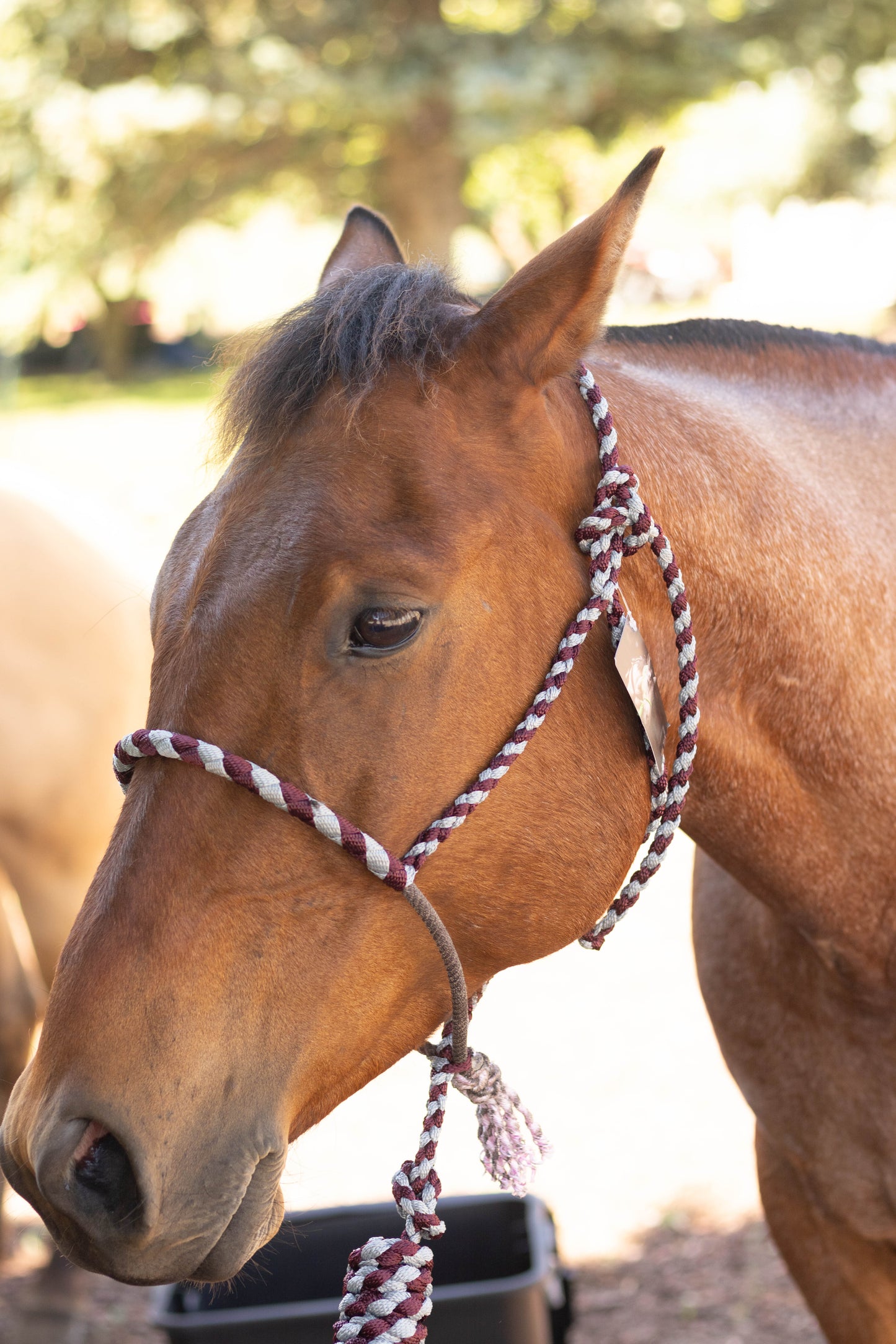 Lariat Noseband Halter