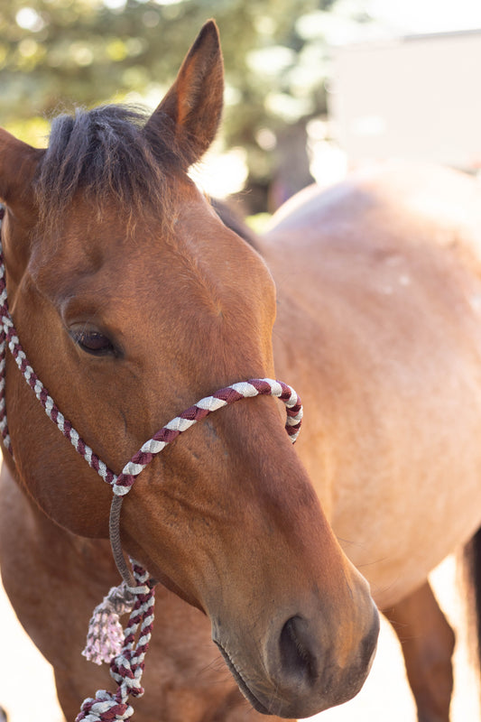 Lariat Noseband Halter