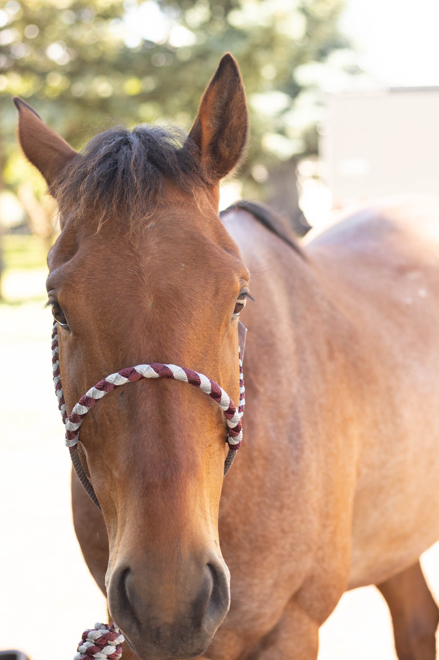 Lariat Noseband Halter