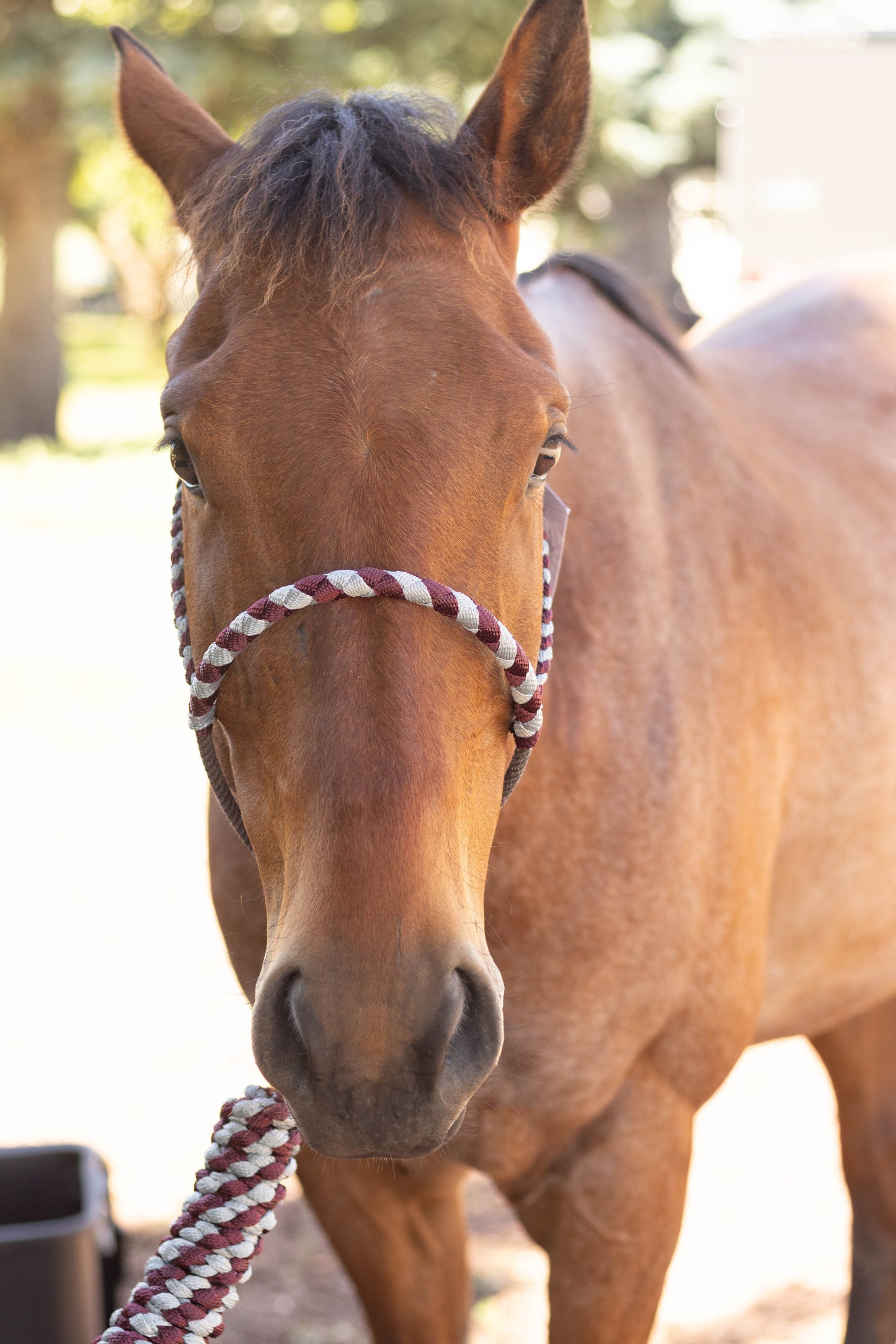 Lariat Noseband Halter