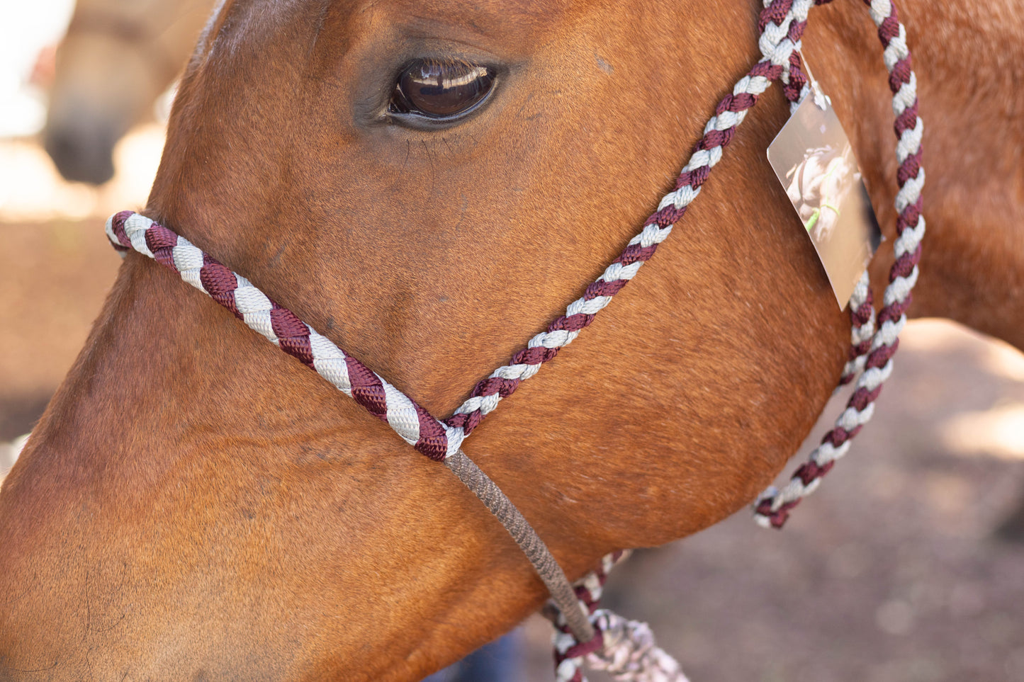 Lariat Noseband Halter