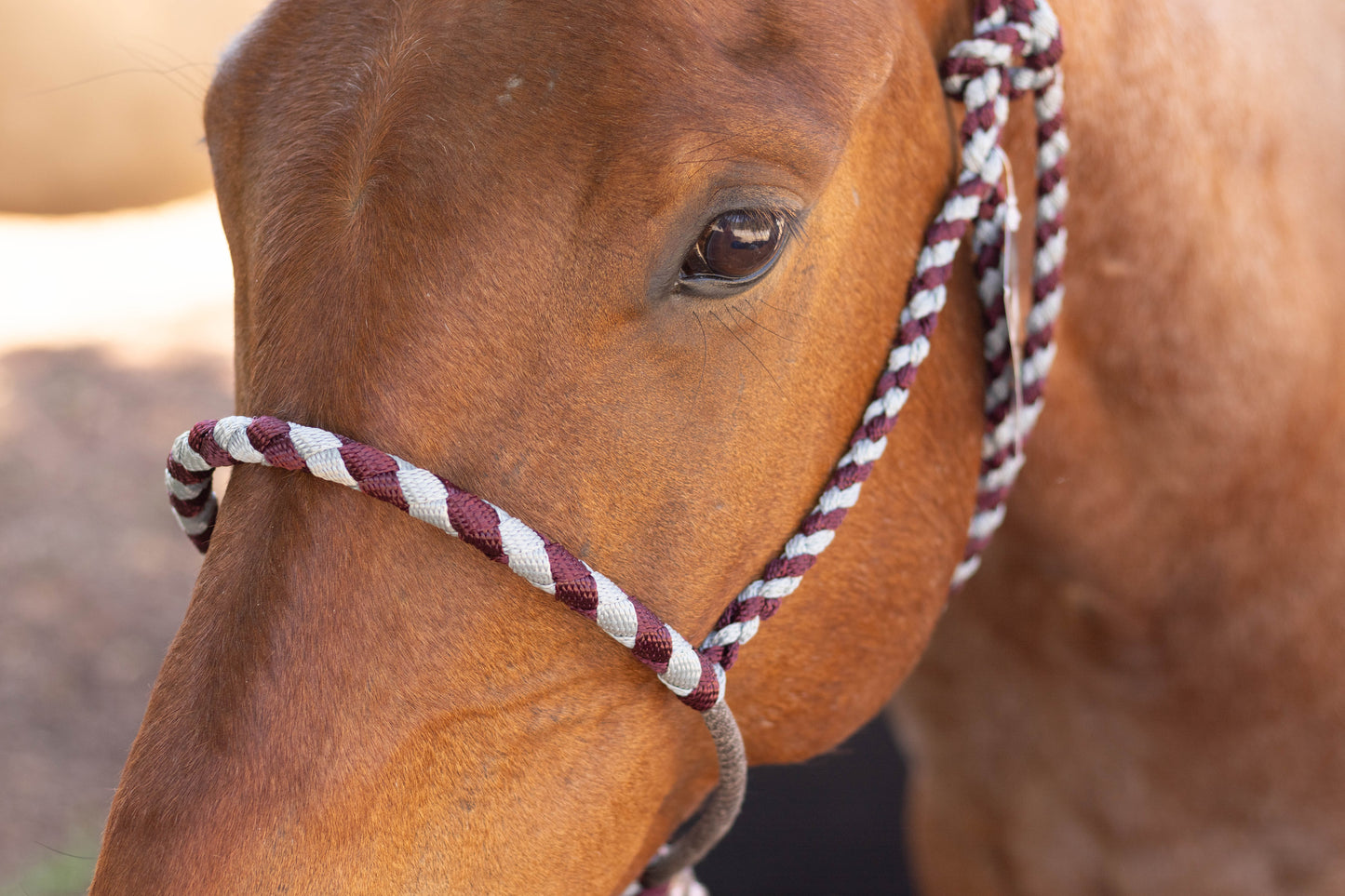 Lariat Noseband Halter