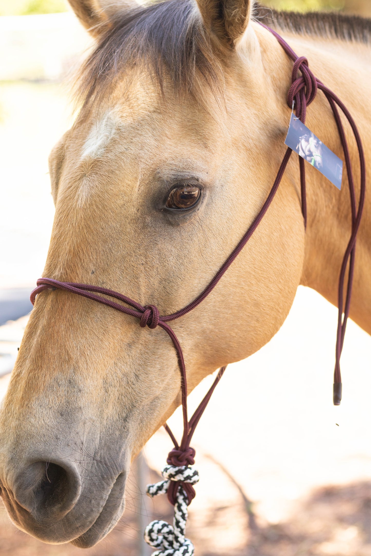 Rope Halter