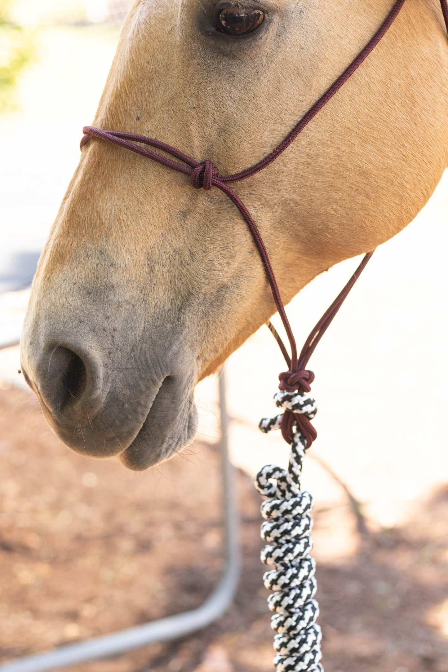 Rope Halter