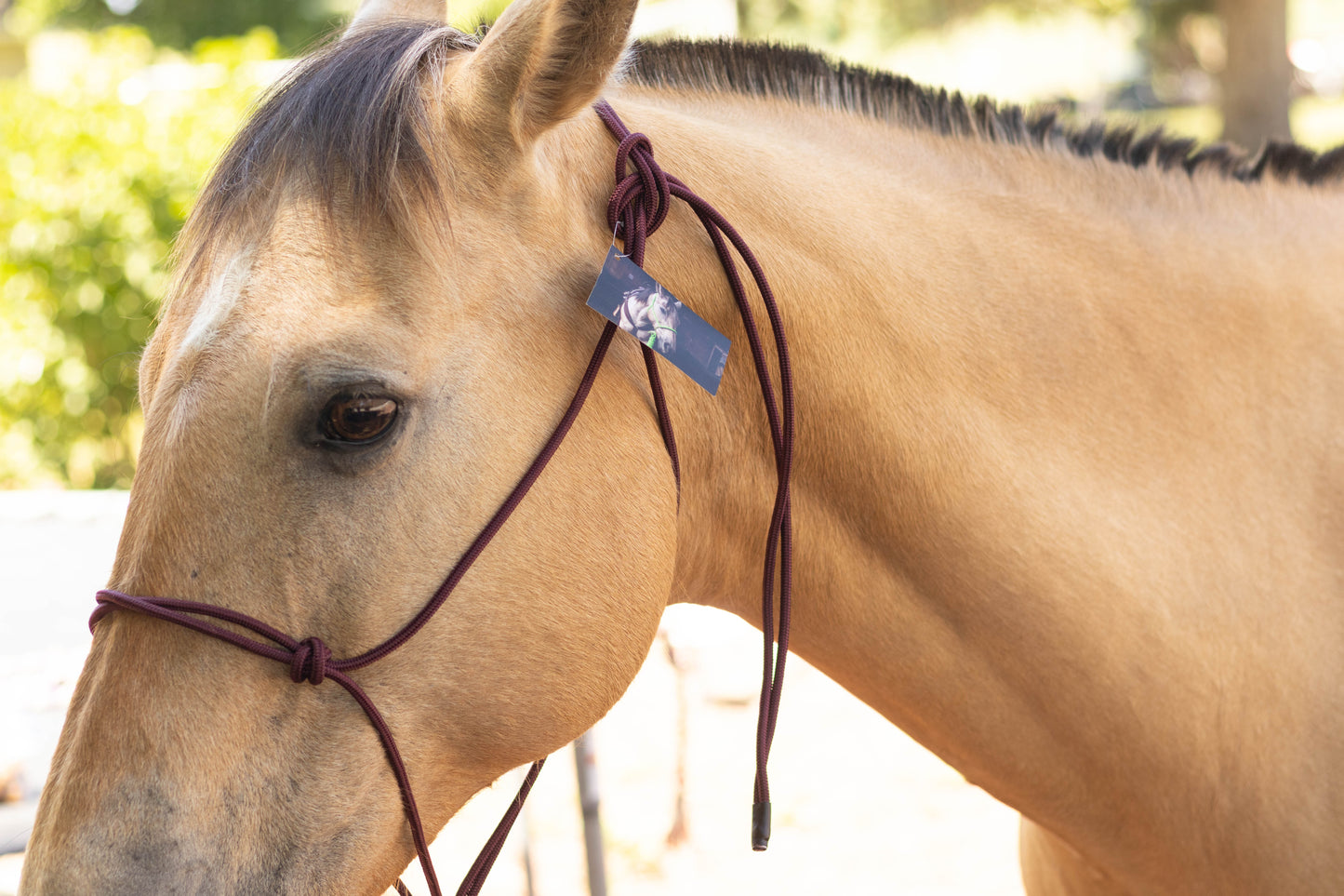 Rope Halter