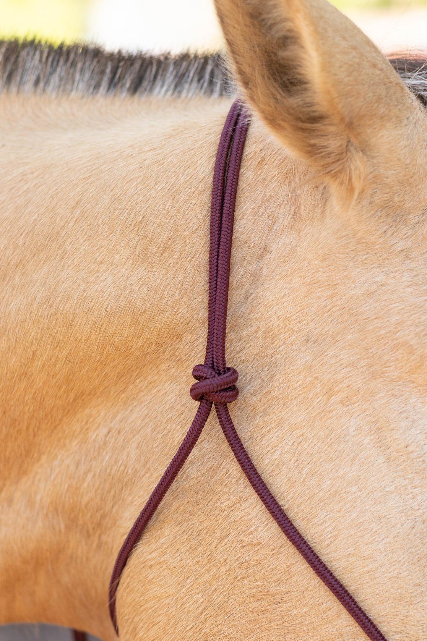 Rope Halter