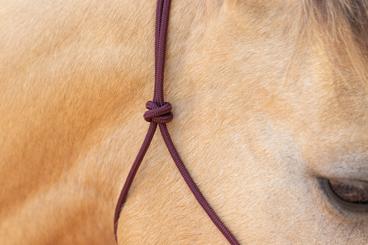 Rope Halter