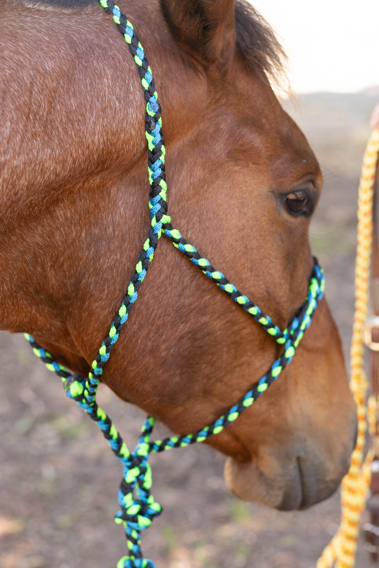 Muletape Halter