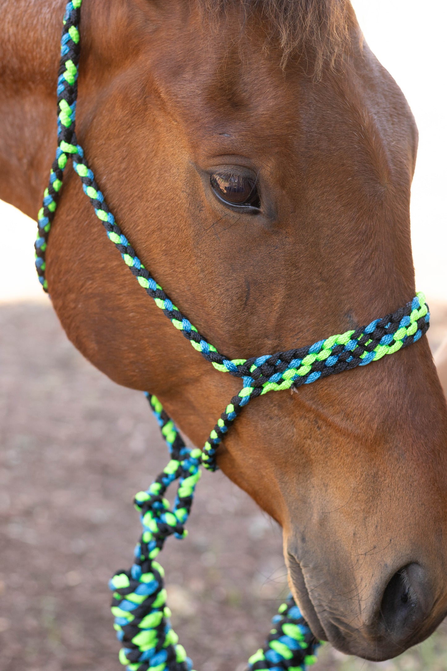 Muletape Halter