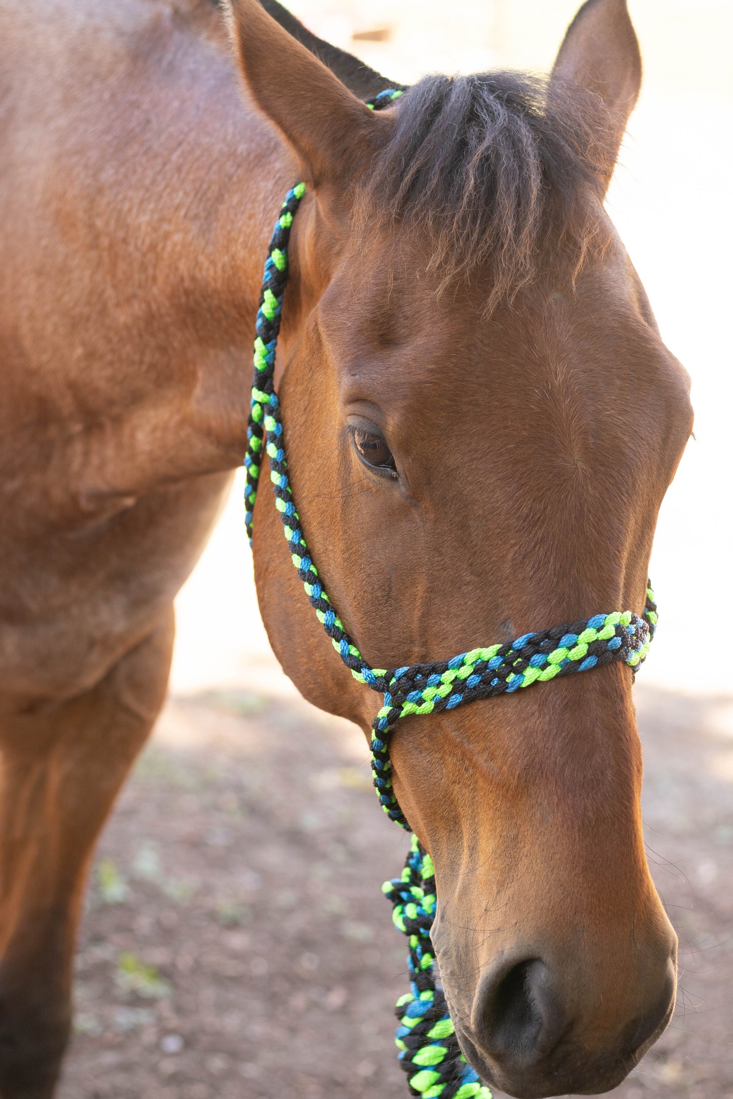 Muletape Halter